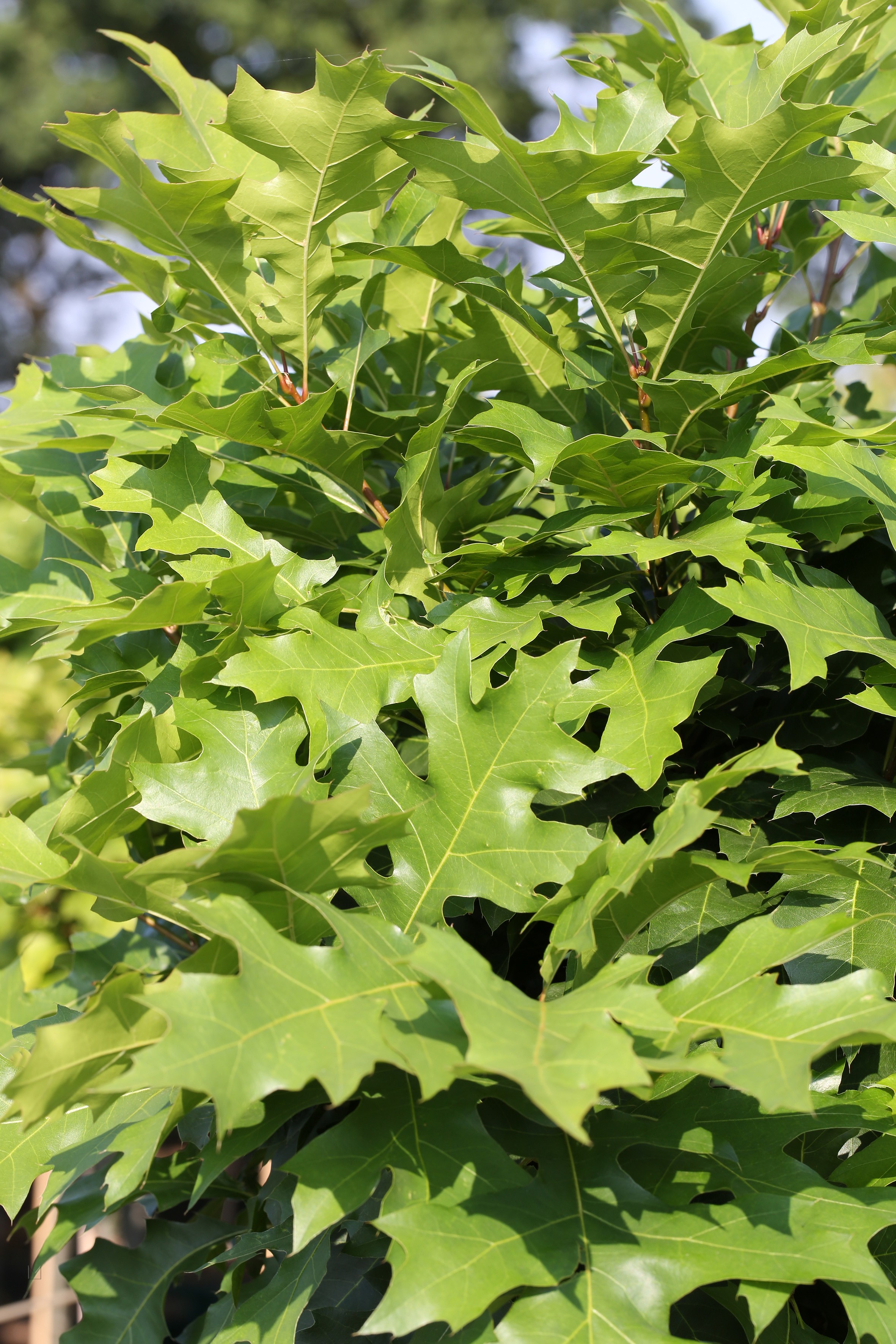 Дуб болотный Quercus palustris