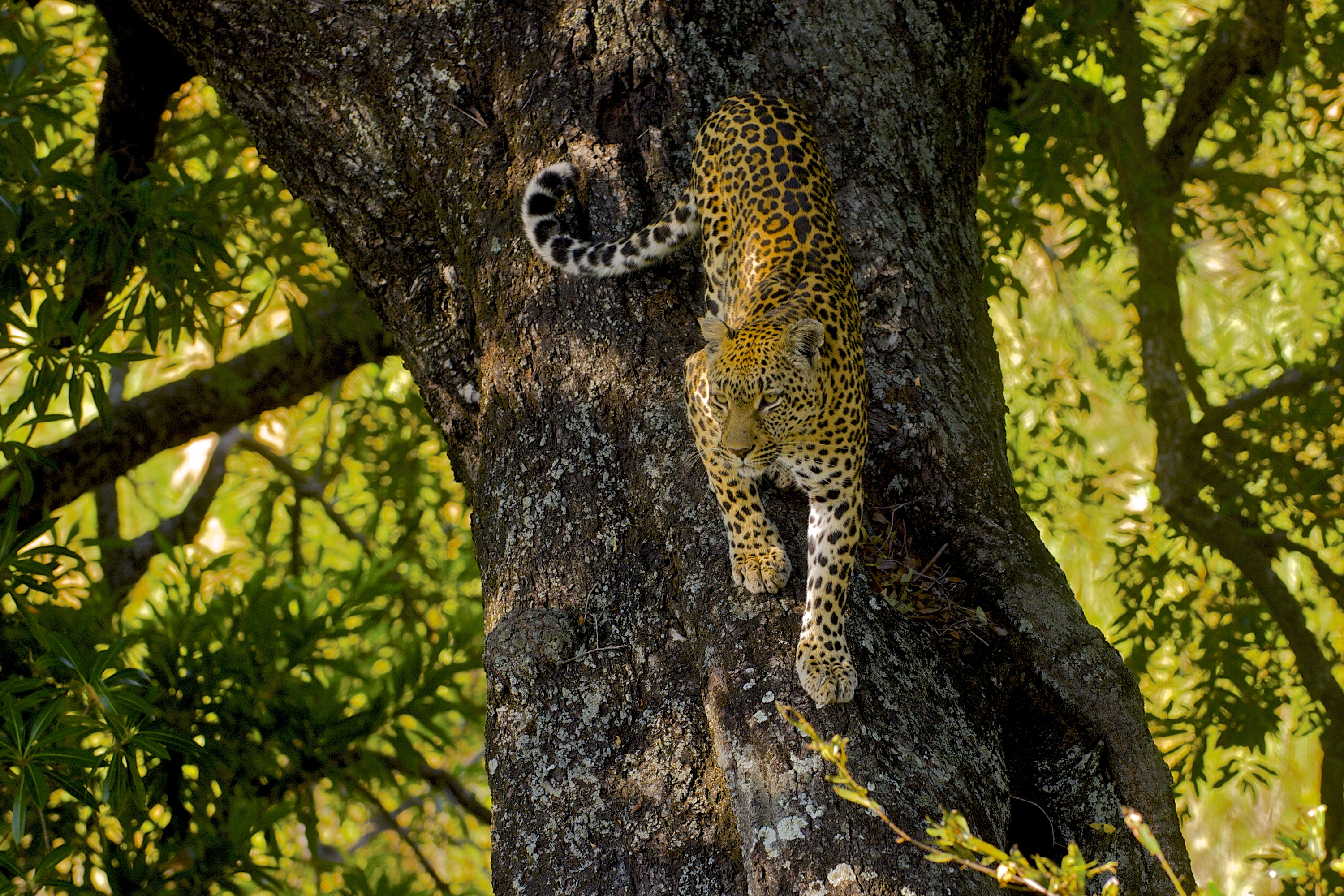 Ягуар лазает по деревьям