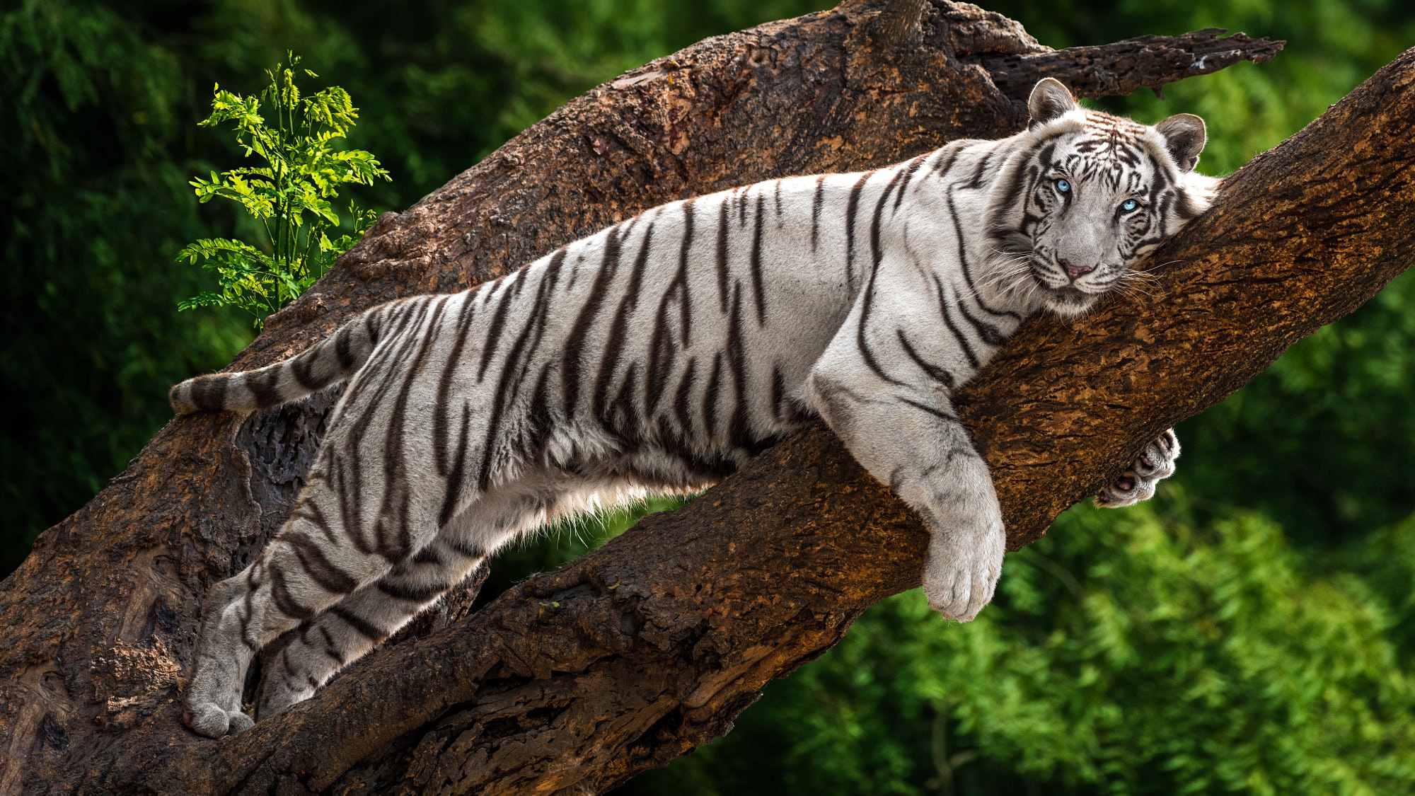 Бенгальский Тигр На Дереве