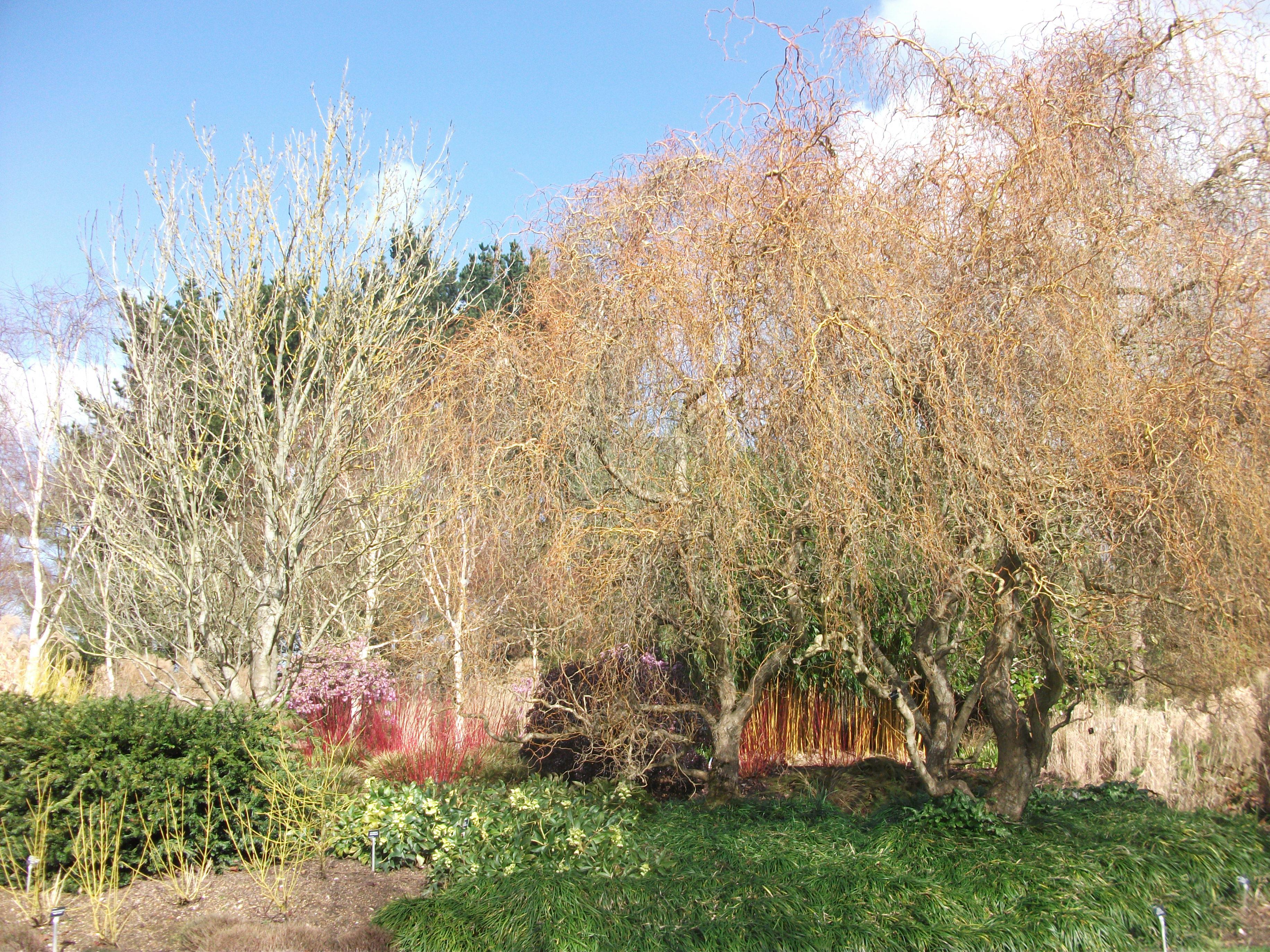 Ива Извилистая Матсудана (Salix matsudana)