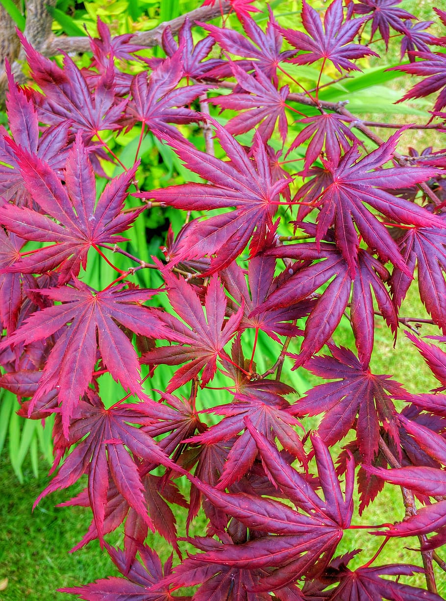 Цветок с красными кленовыми листьями