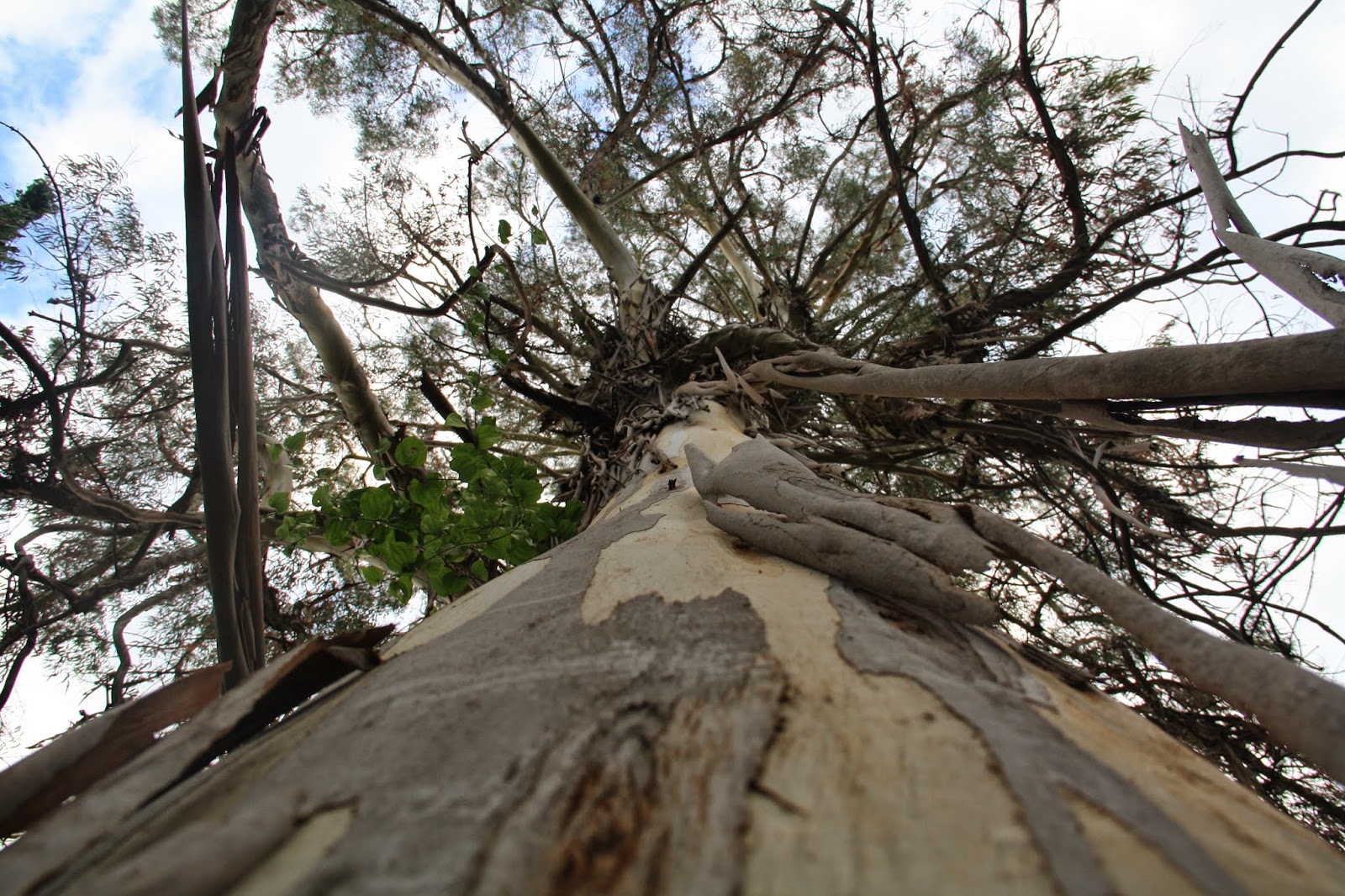 Бесстыдное дерево в Абхазии