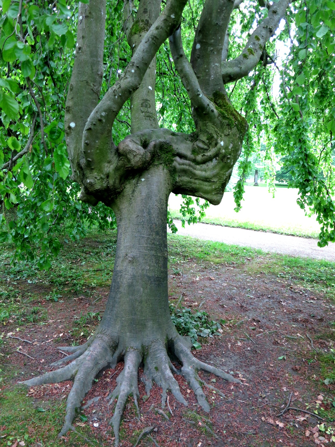 Загадочное дерево