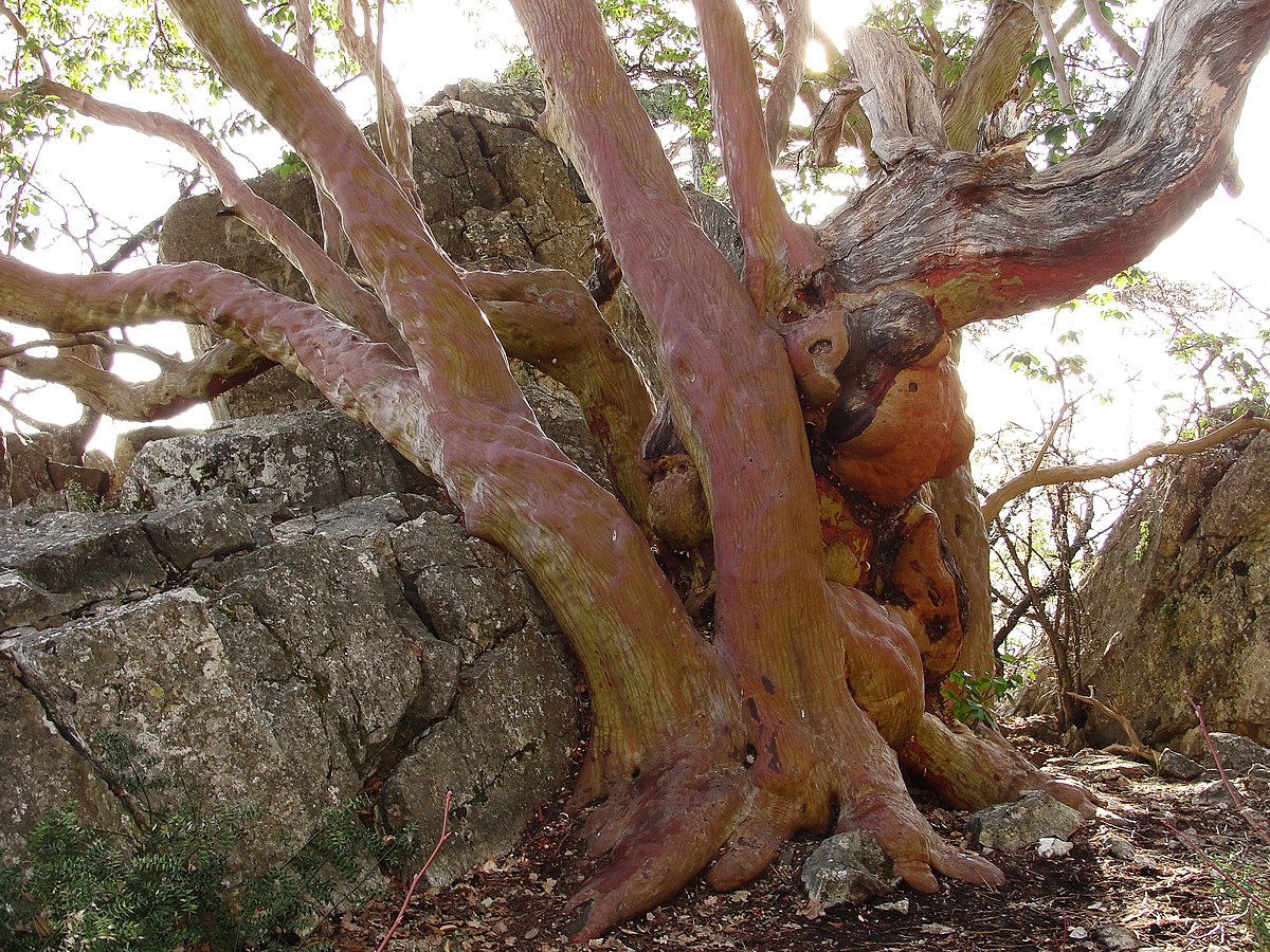 Дерево земляничник в Крыму
