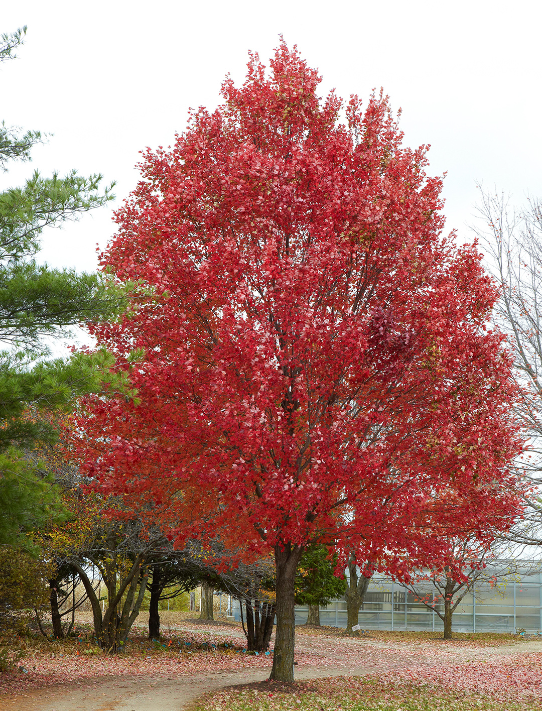 Red Maple дерево