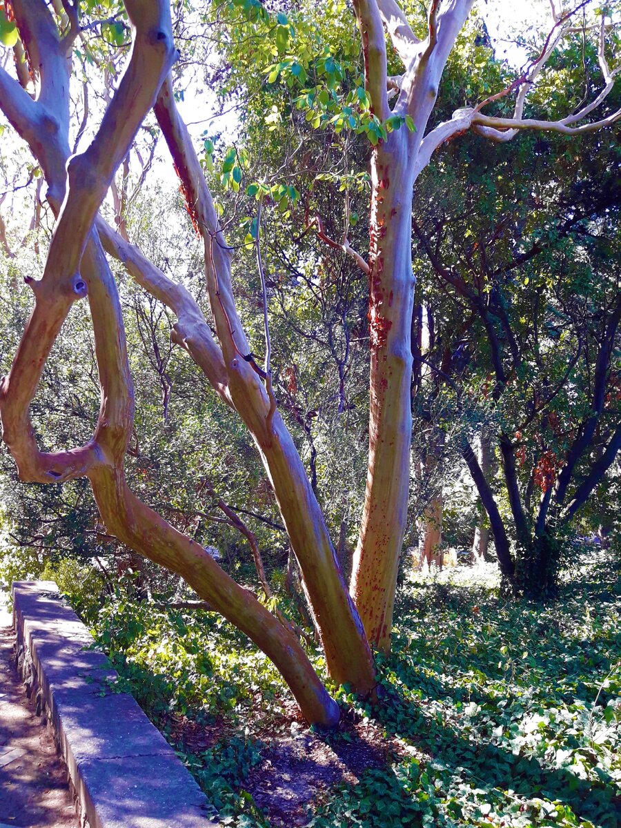 Дерево бесстыдница в Никитском Ботаническом саду