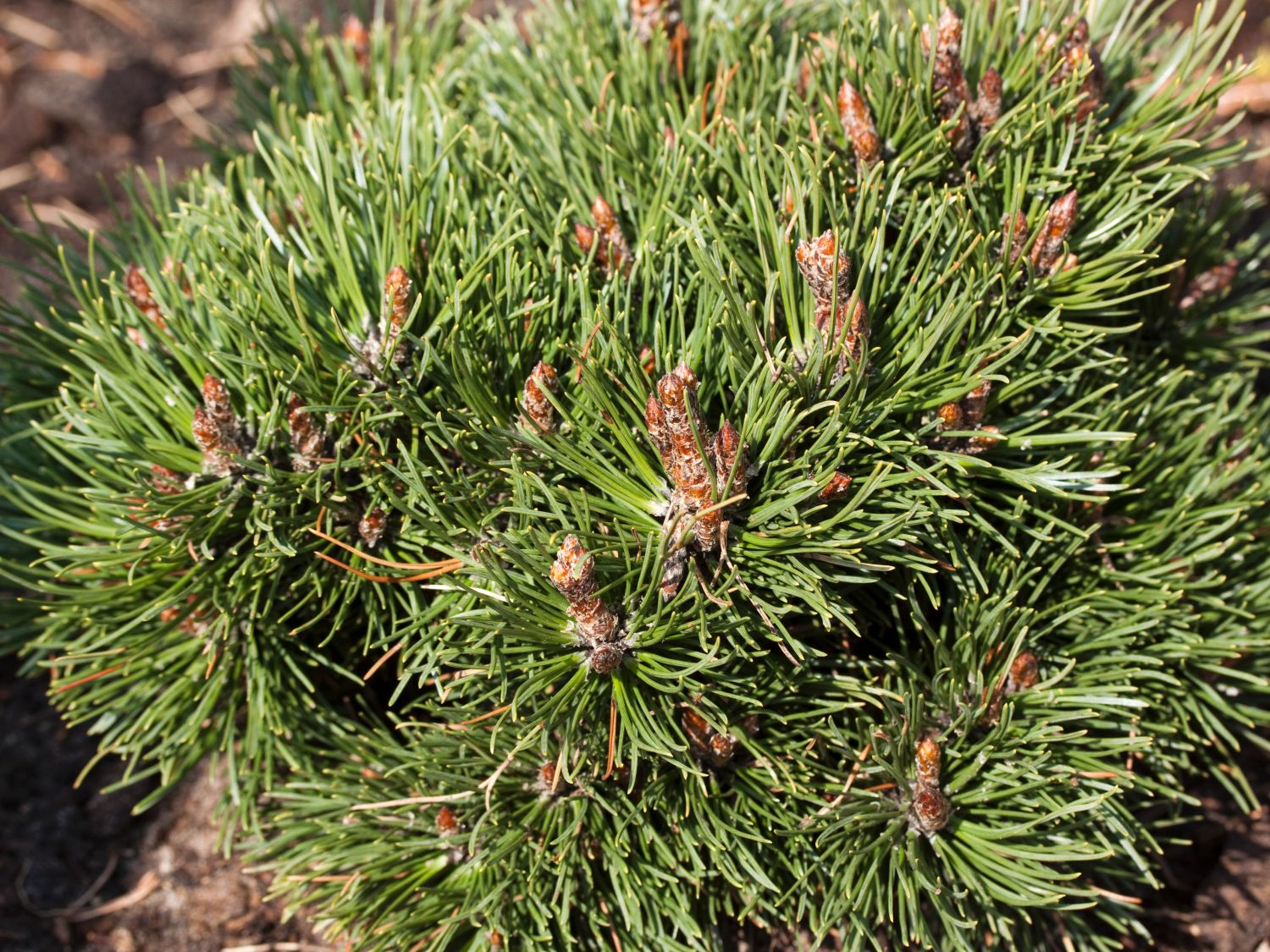 Pinus mugo uncinata Heideperle