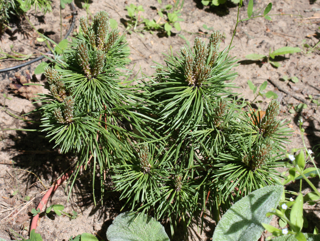 Pinus uncinata 'San Sebastian'