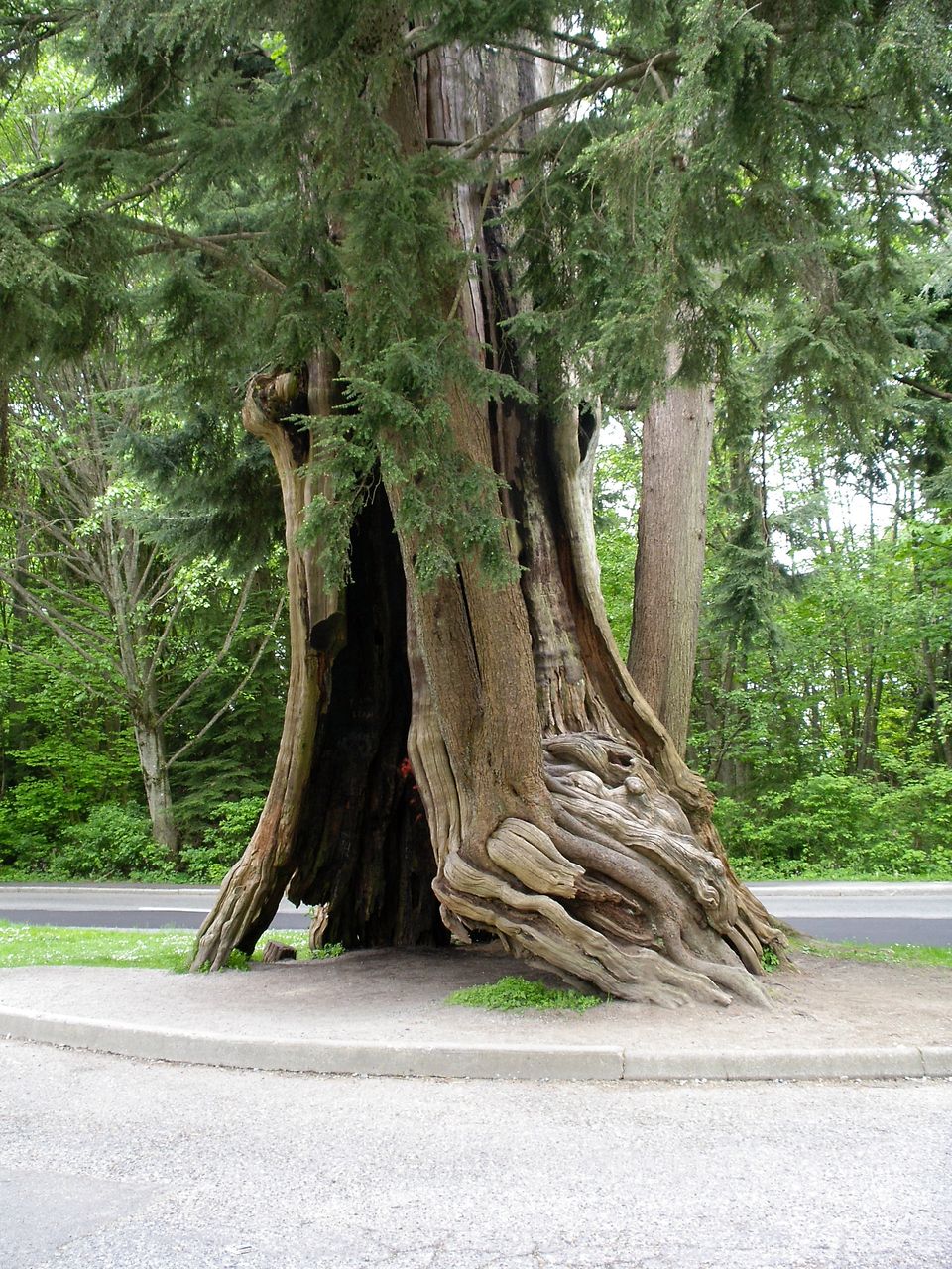 Деревья парка Стэнли Ванкувер