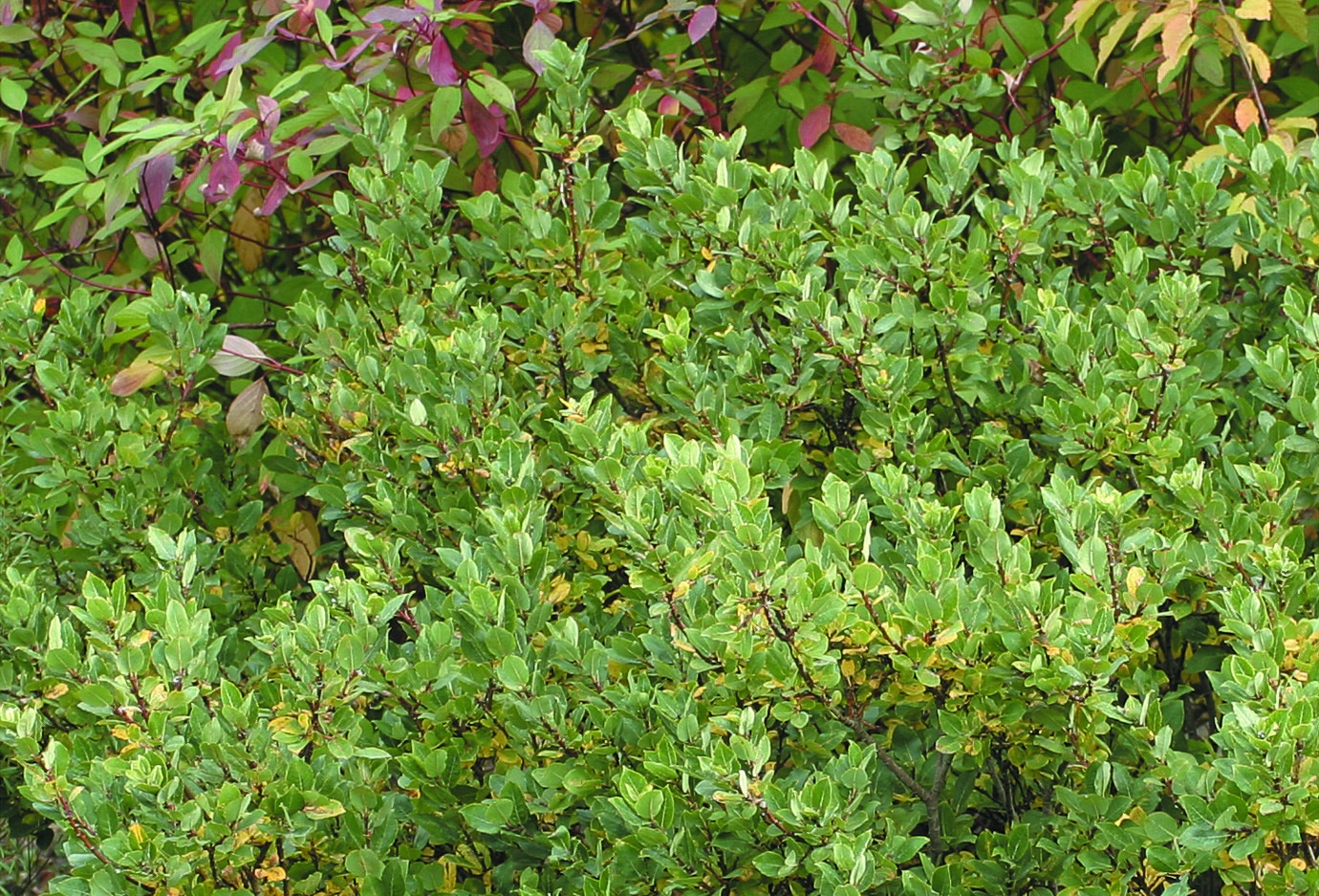 Salix hastata 'Wehrhahnii'