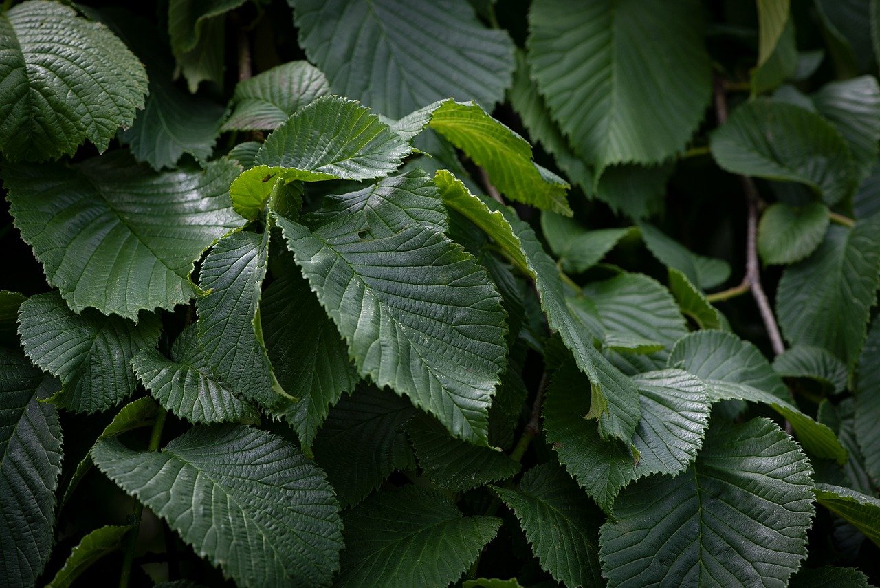 Вяз граболистный (Ulmus suberosa)