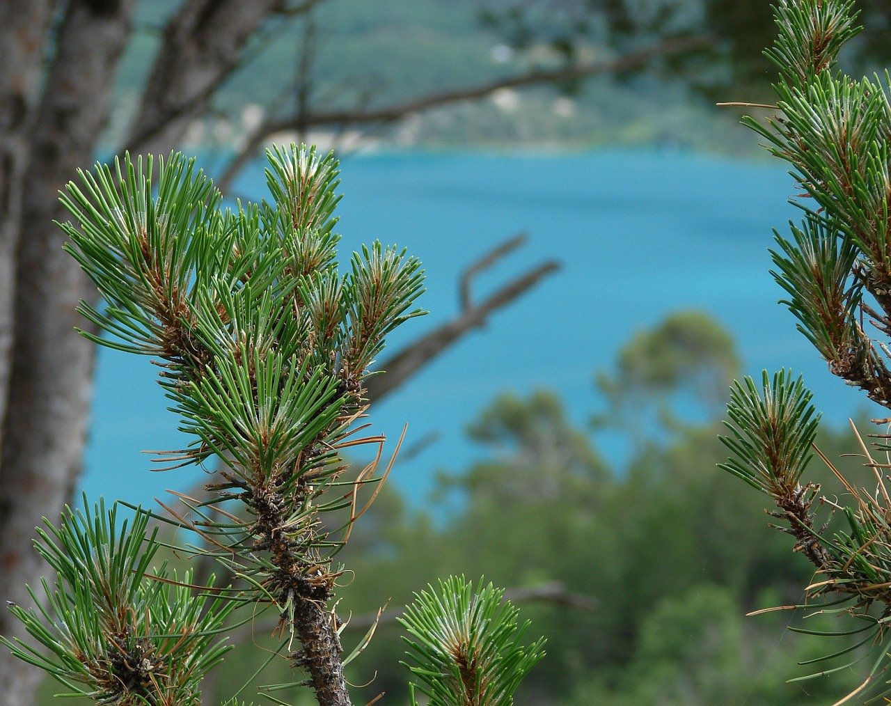 Pinus Sylvestris saxatilis