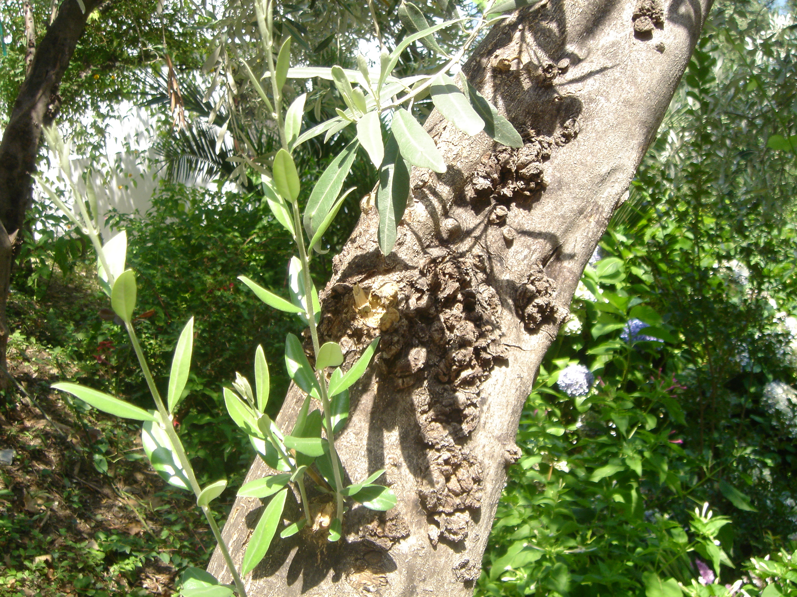 Болезни и вредители оливкового дерева