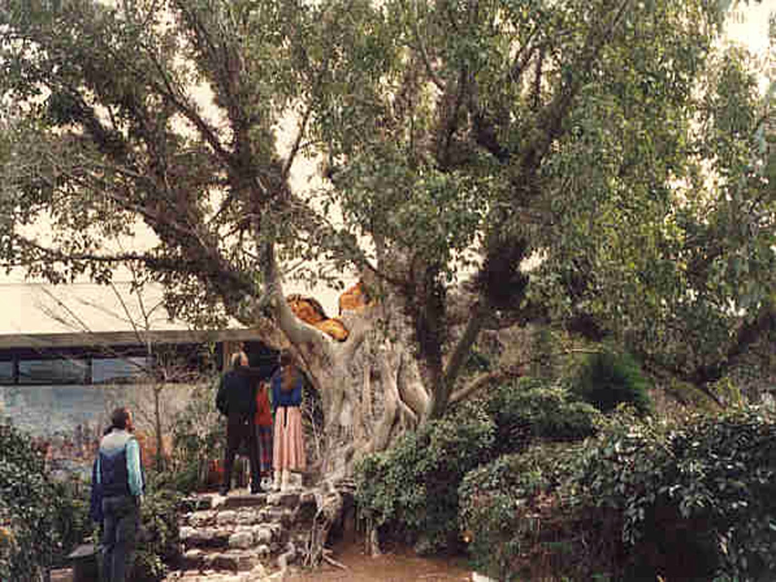 Дерево Гаргат