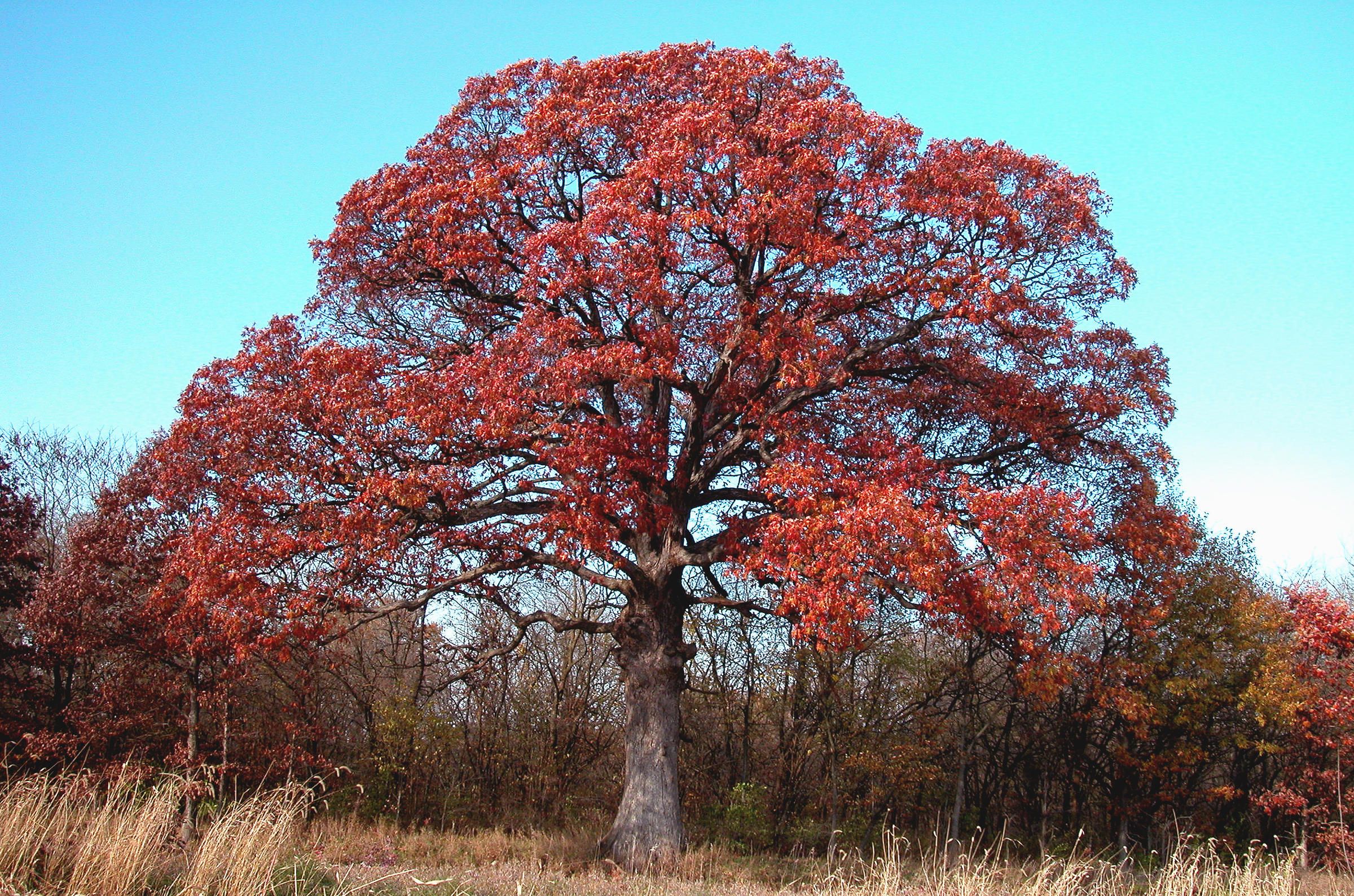 Дуб красный Quercus rubra