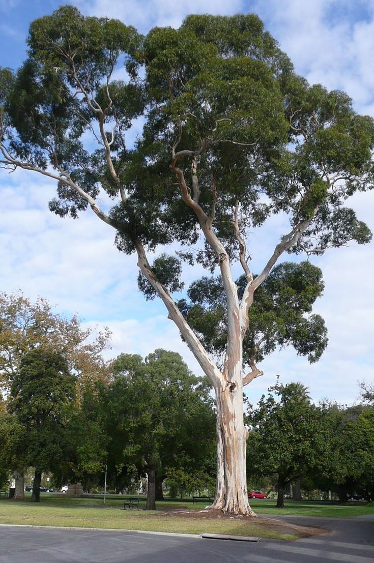 Австралийский эвкалипт дерево
