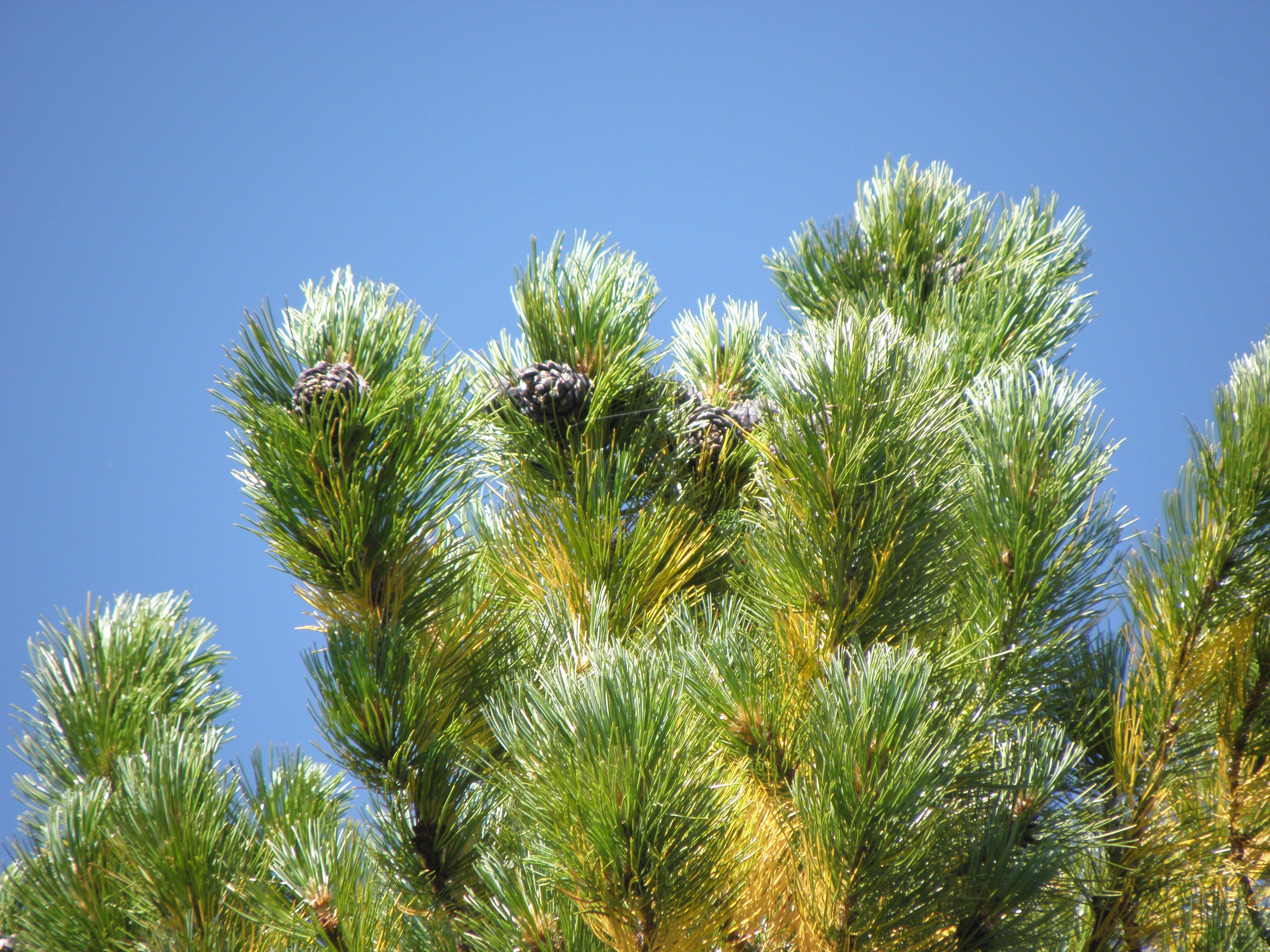 Pinus sibirica ideal