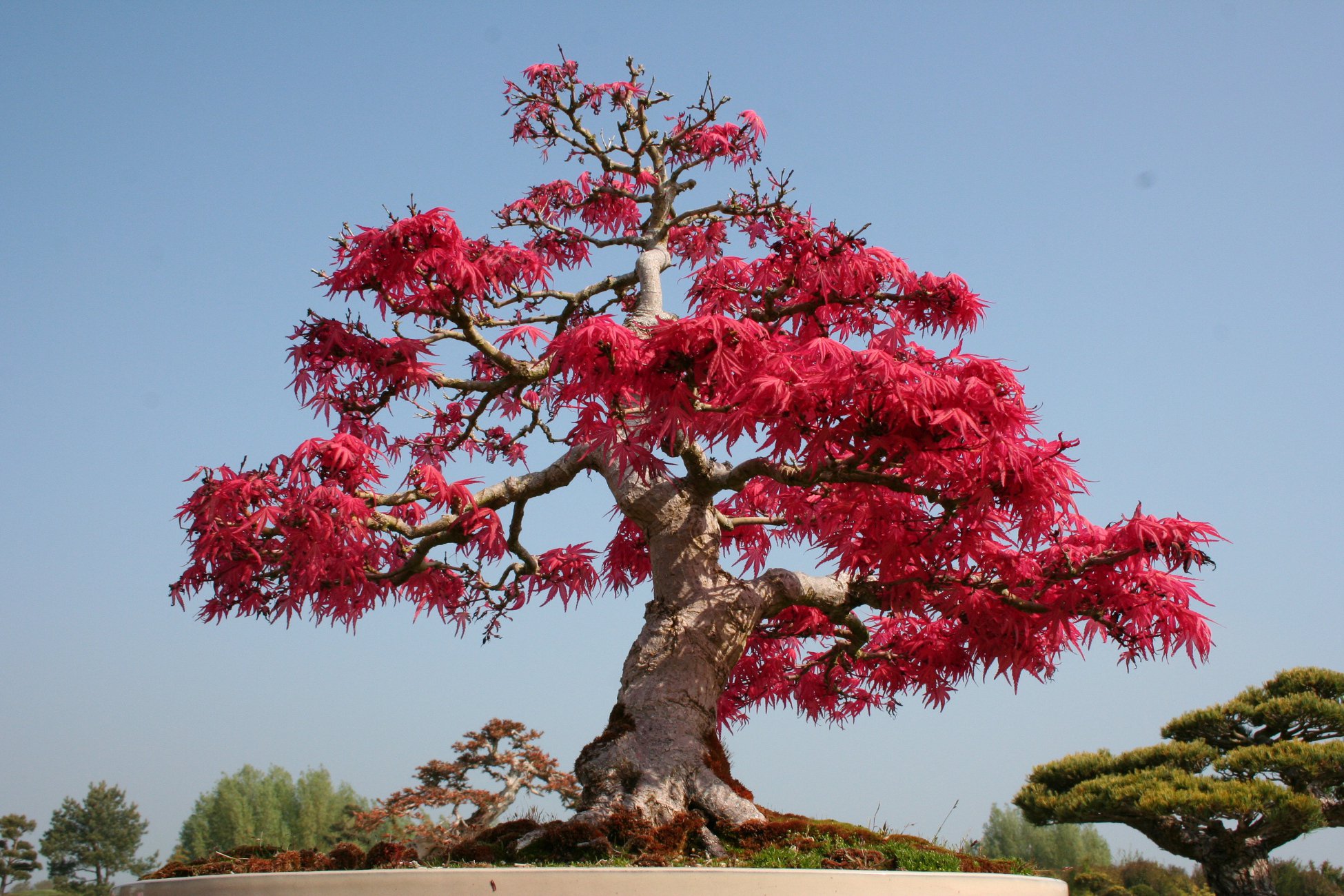 В Китае цветущее красным дерево