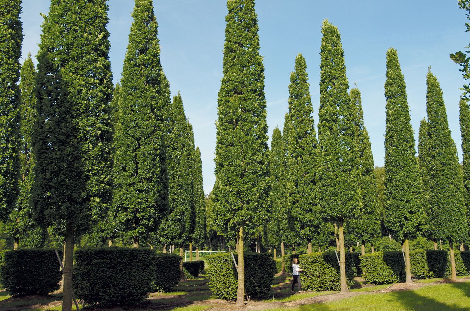 Дуб черешчатый Фастигиата Quercus Robur Fastigiata