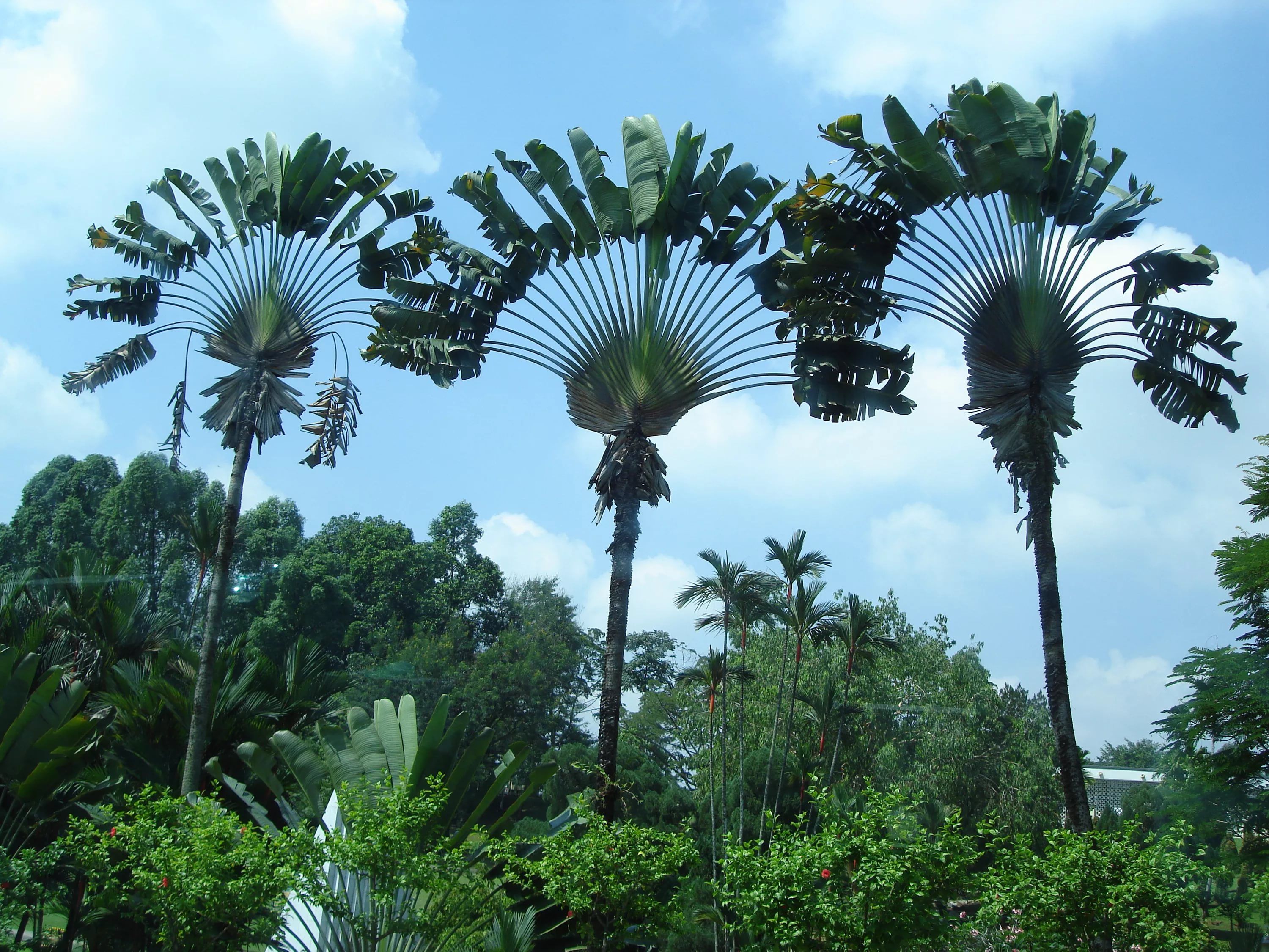 растения бразилии фото с названиями