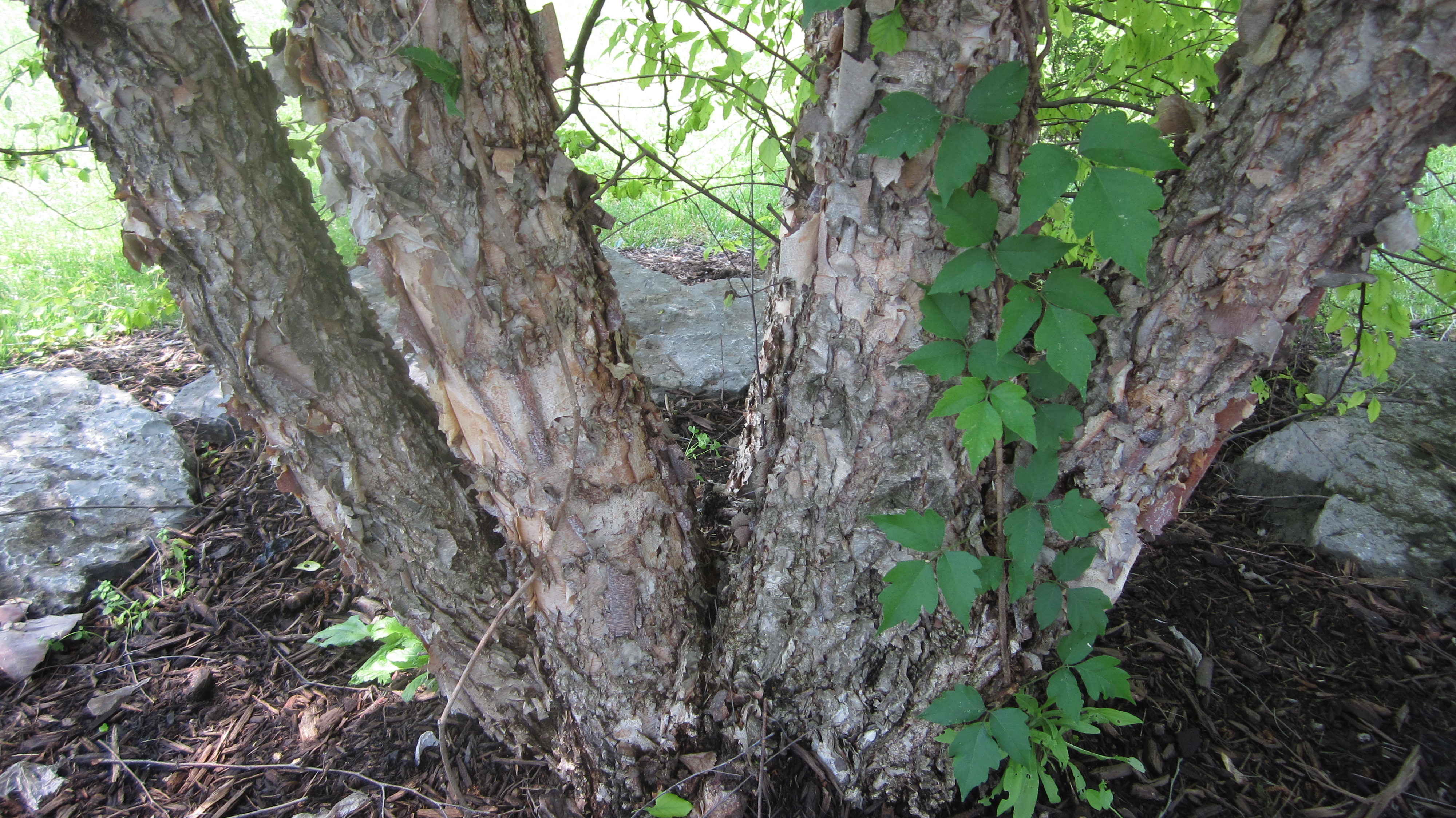 Берёза чёрная (Betula nigra)в Калифорнии