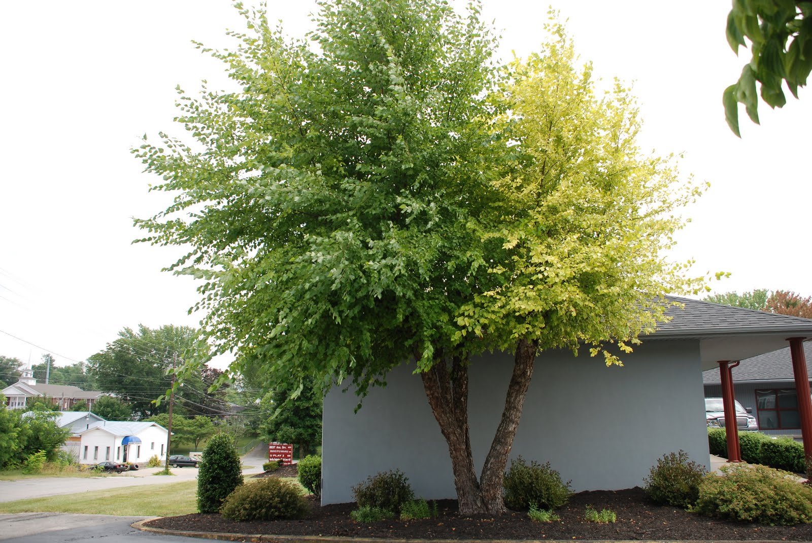 Берёза чёрная (Betula nigra l.)