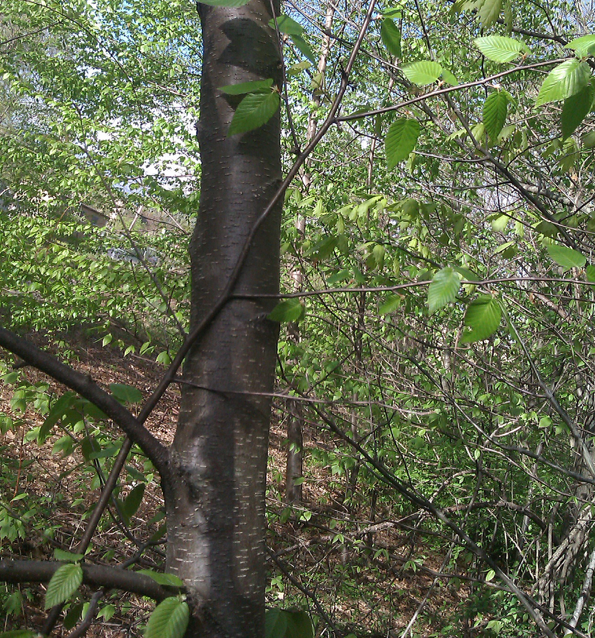 Чёрная берёза дерево
