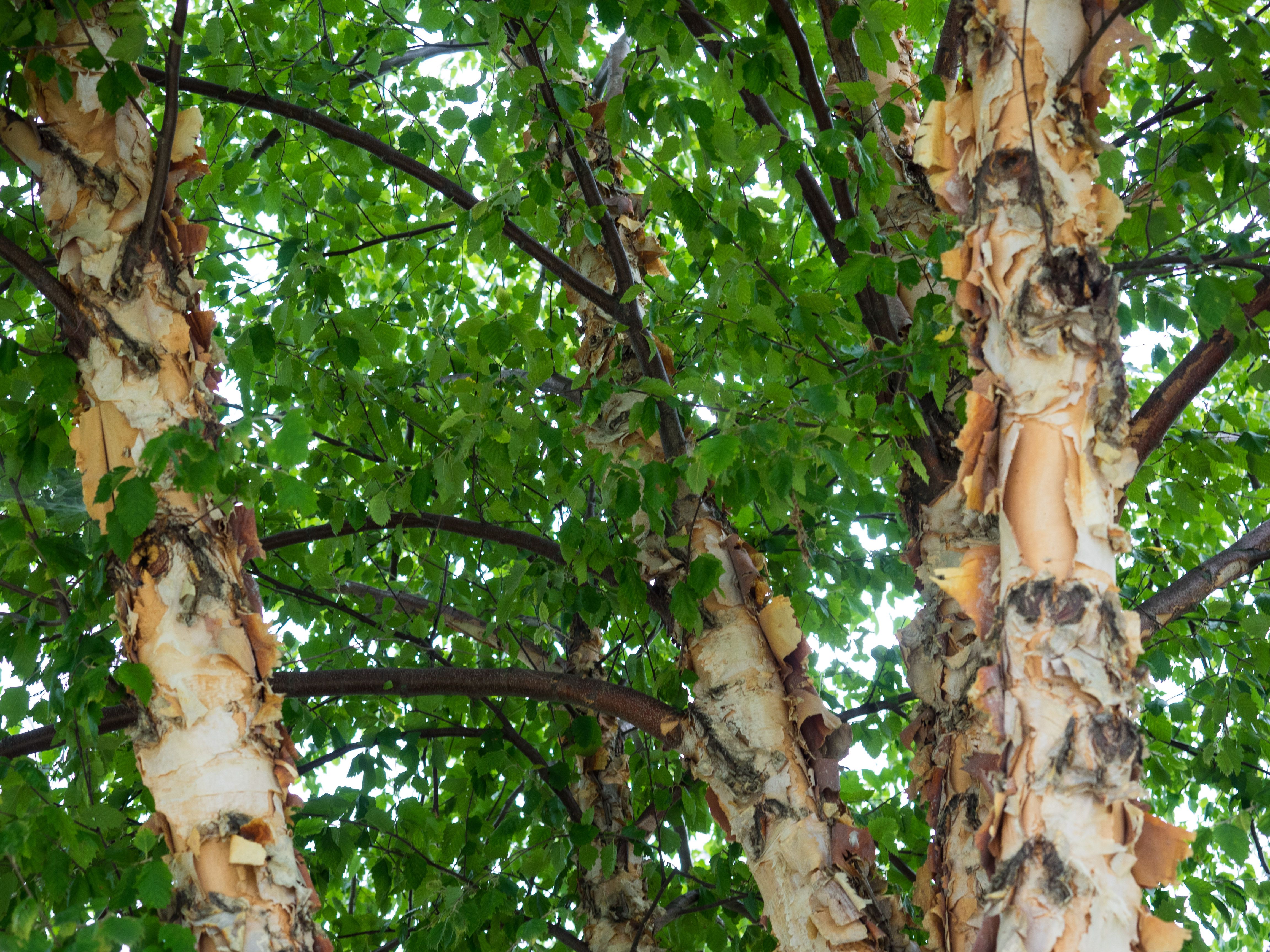 Берёза чёрная (Betula nigra)в Калифорнии