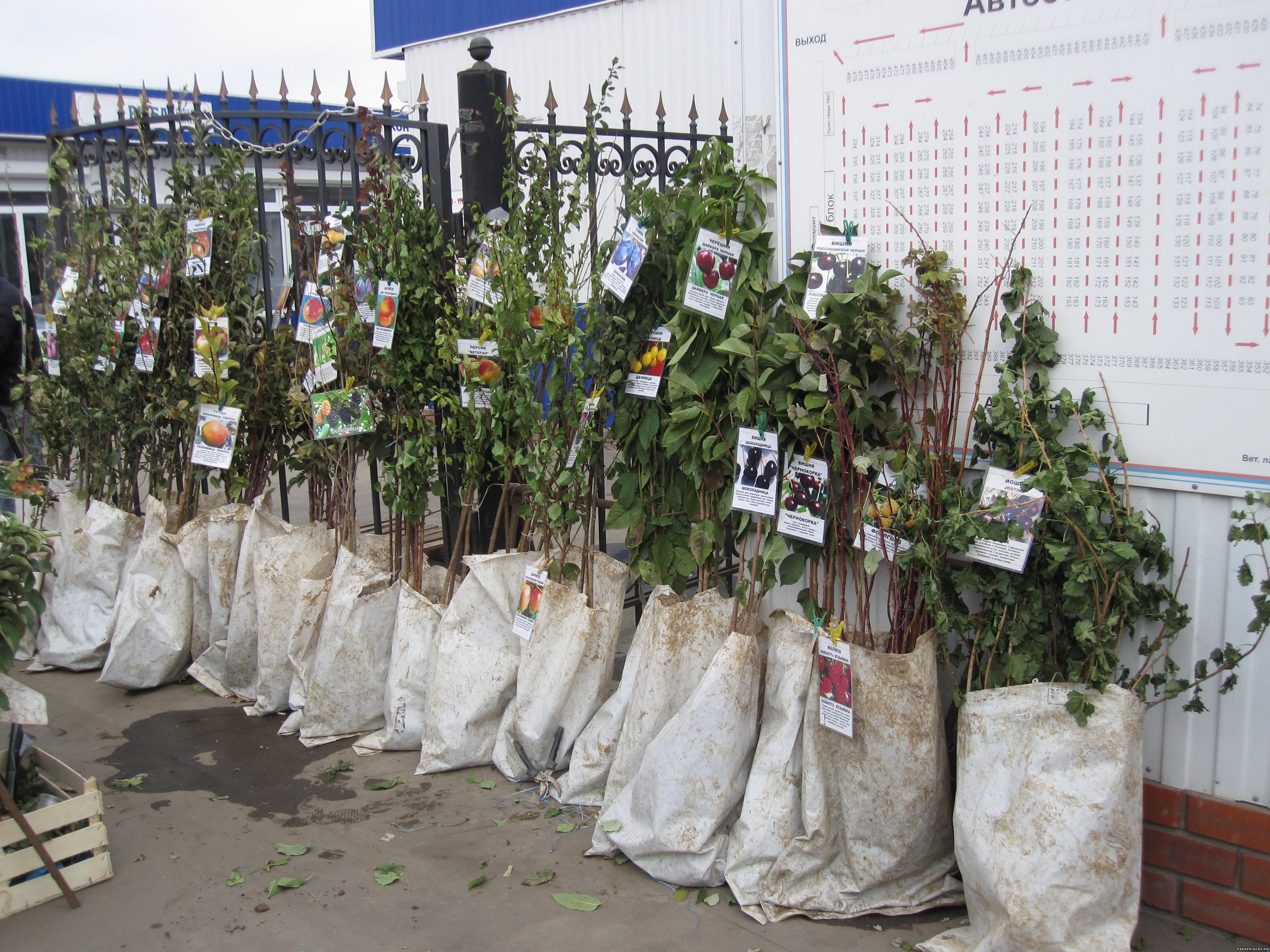 Где Купить Саженцы Деревьев В Новосибирске