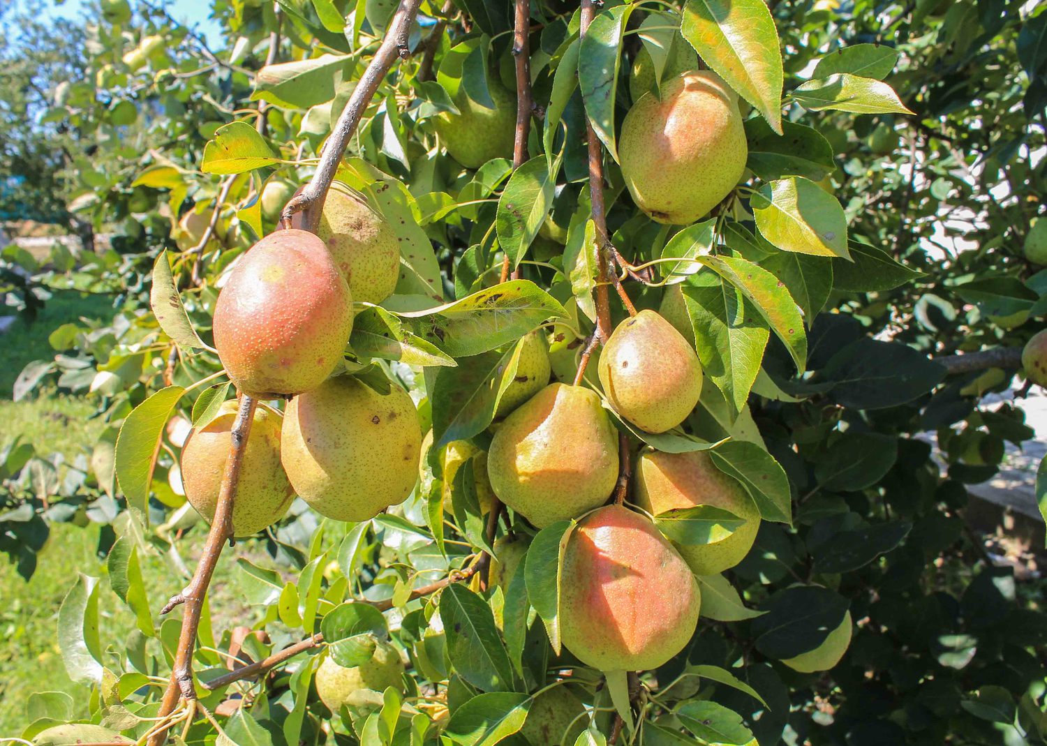 Где Купить Саженцы Плодовых Деревьев В Самаре