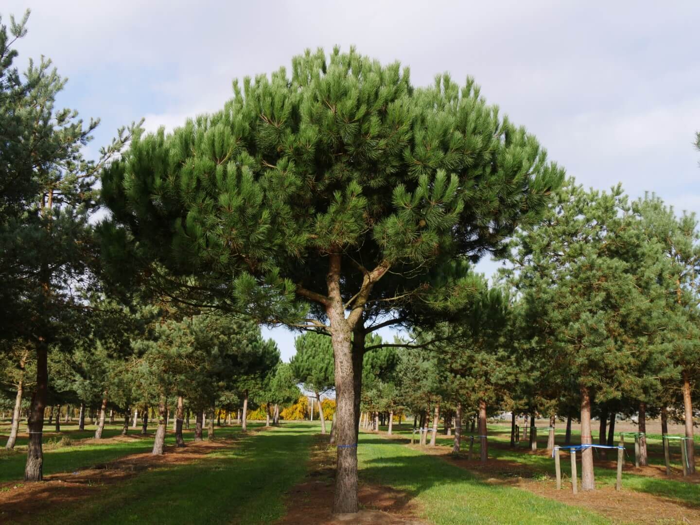 Сосна итальянская Pinus pinea