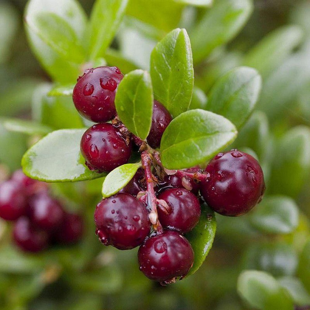 Клюква Vaccinium macrocarpon