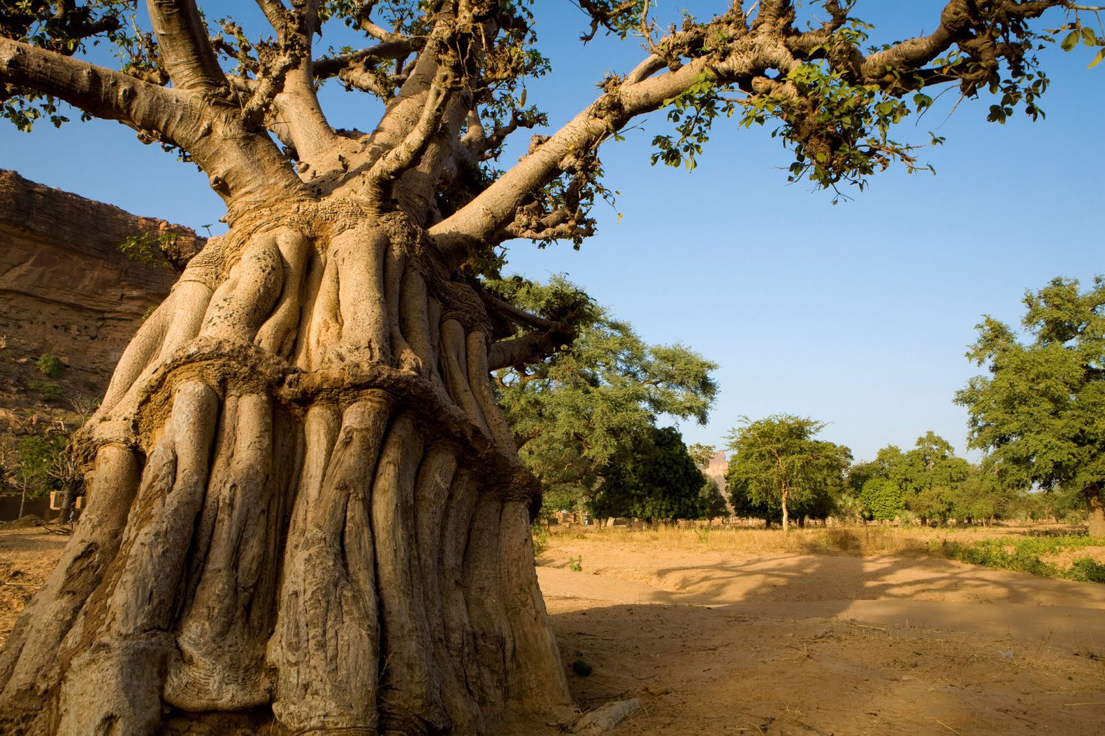 Деревья долгожители баобаб