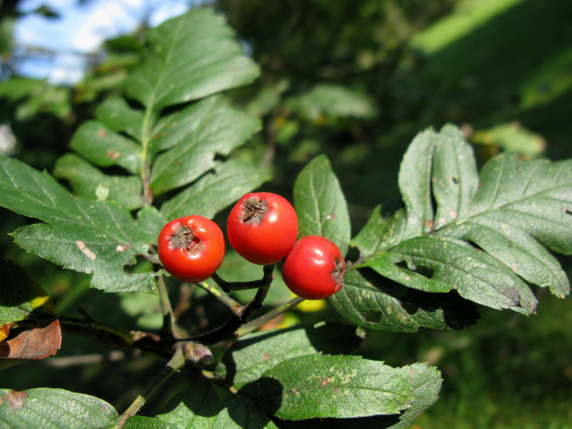 Рябина промежуточная (шведская) (Sorbus Intermedia)