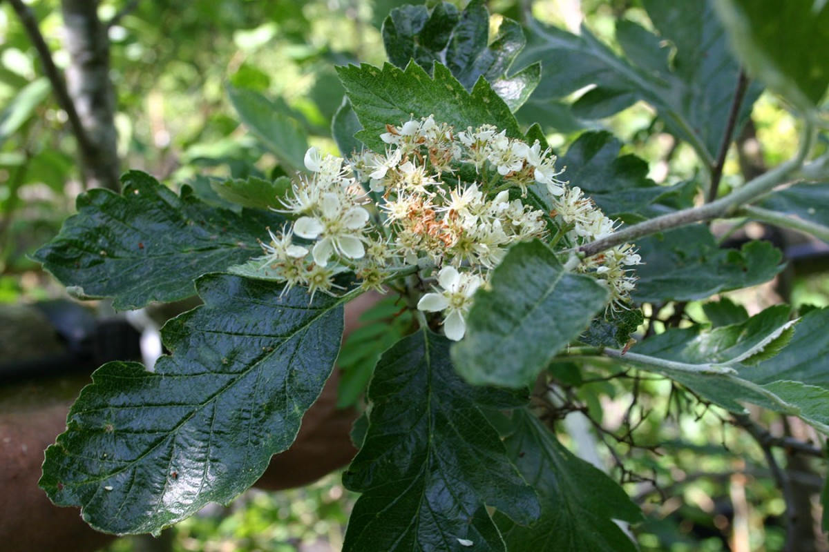 Рябина промежуточная Sorbus Intermedia