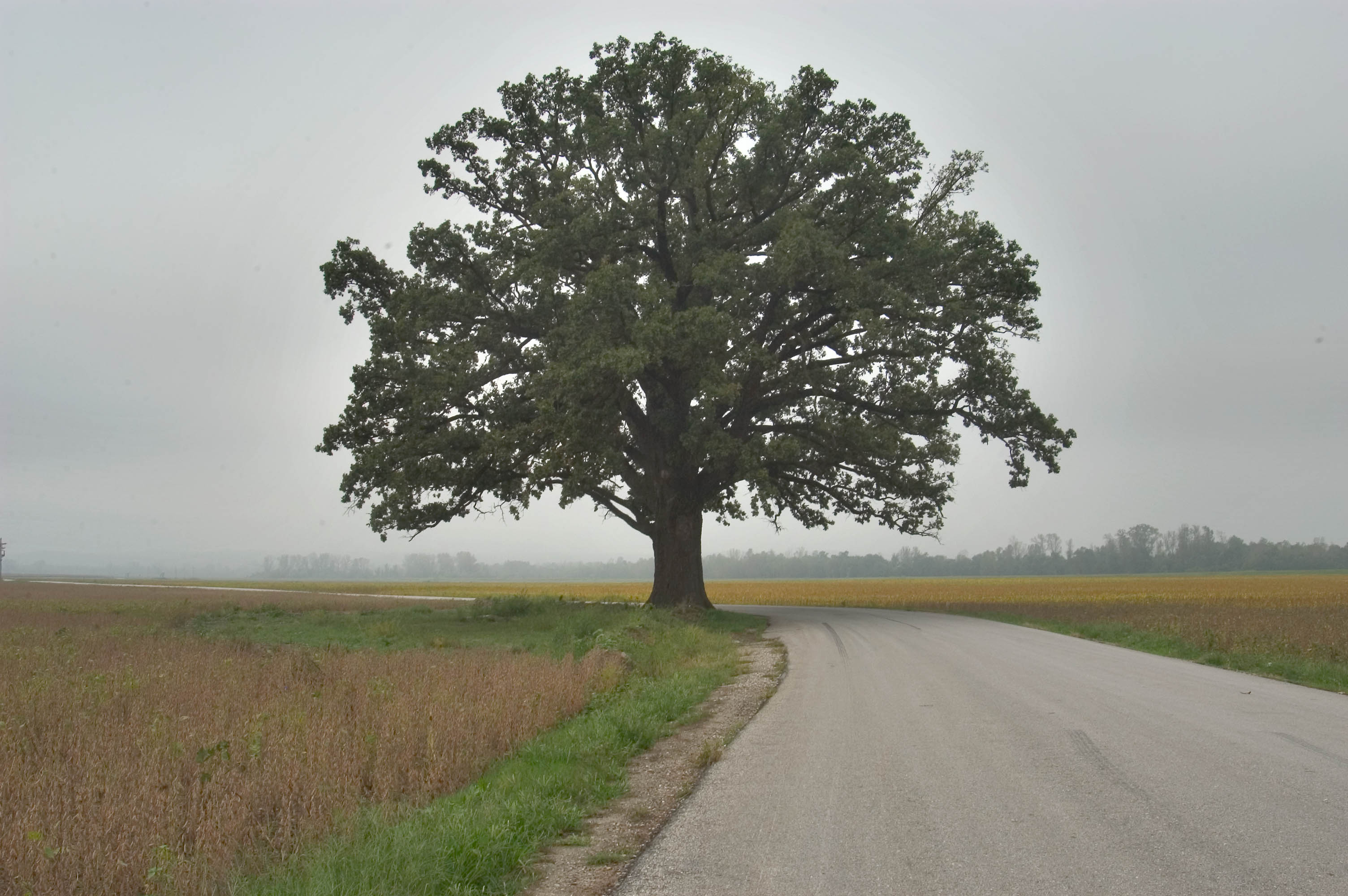 Дерево Одиноко Стоящее