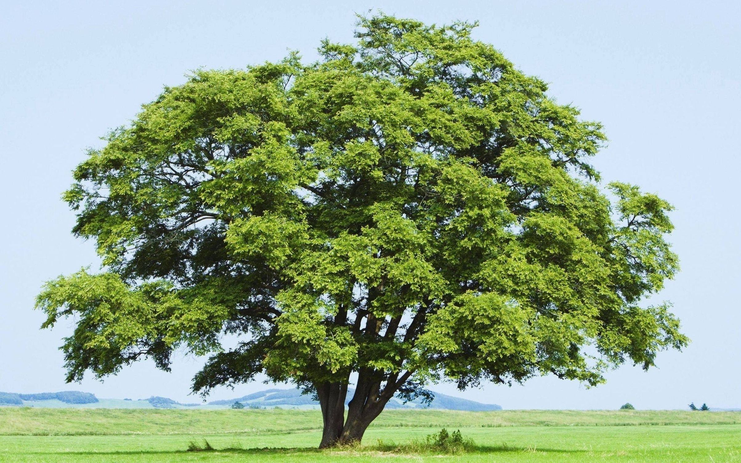 яндекс картинки дерево