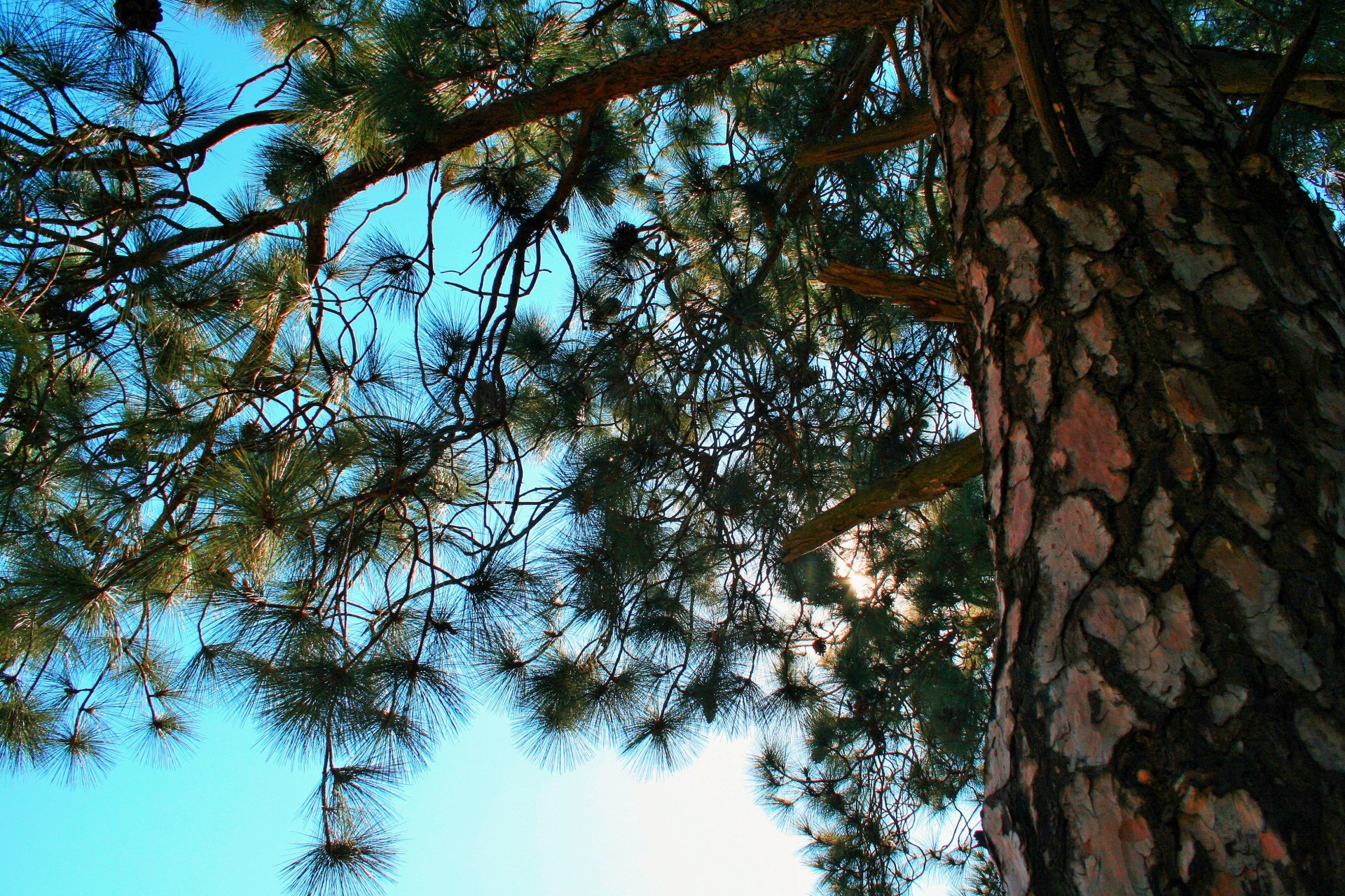 Pine Tree Pinus
