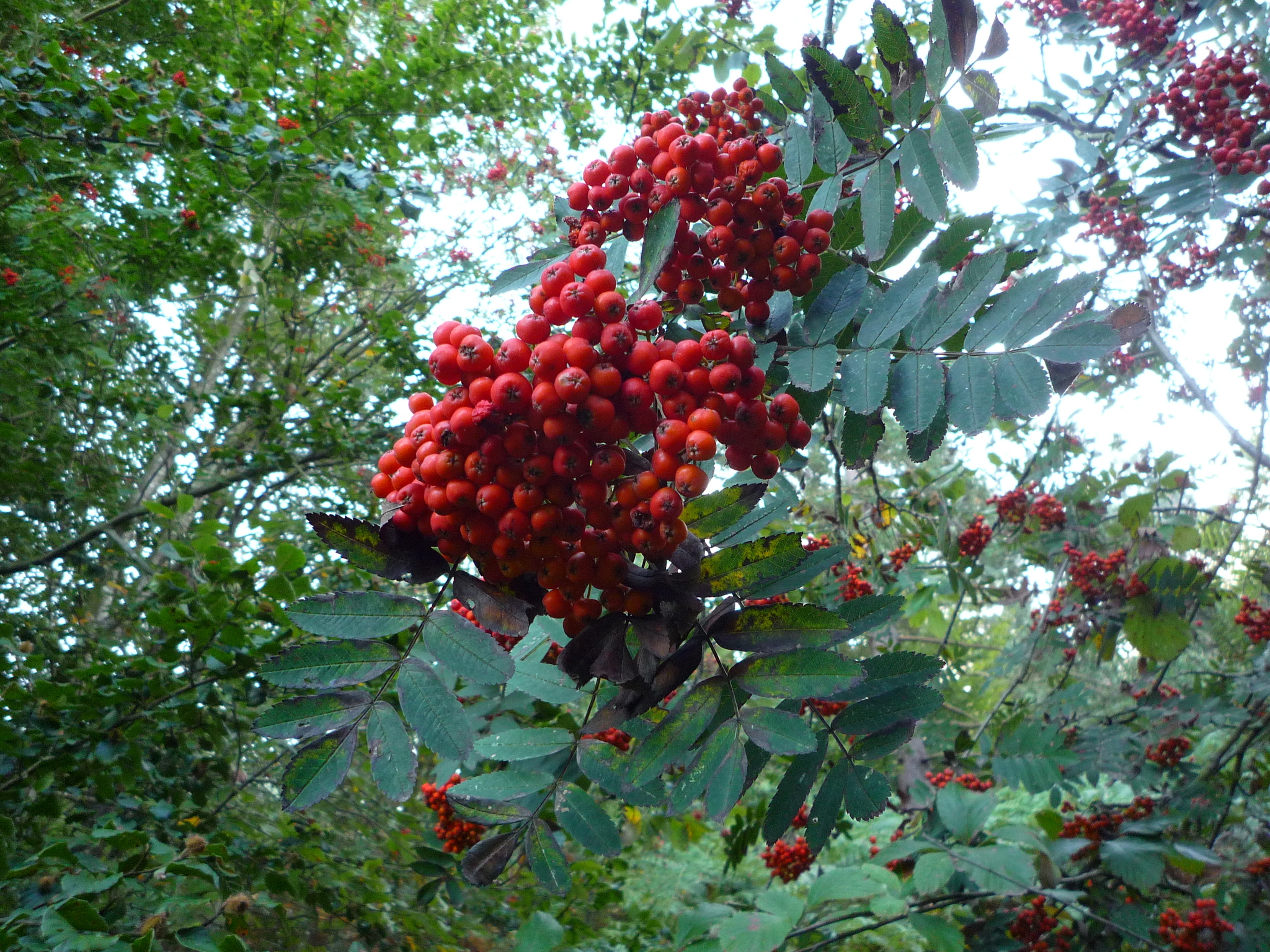 Sorbus aucuparia 'Rossica Major'