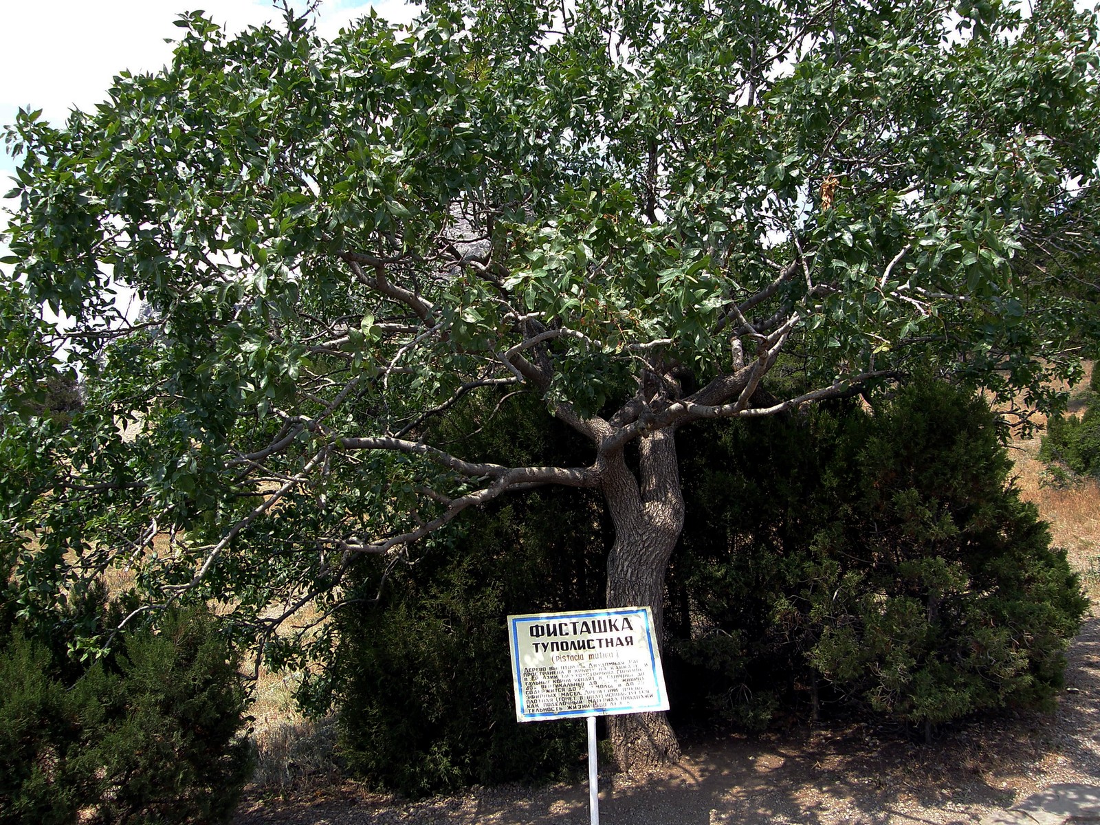 Фисташковое дерево в Крыму