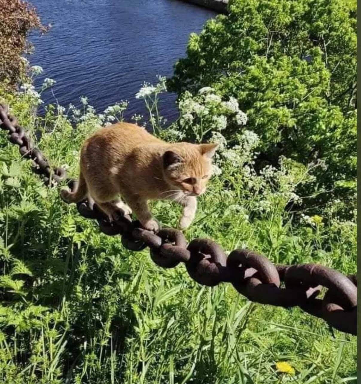 Кот с золотой цепью
