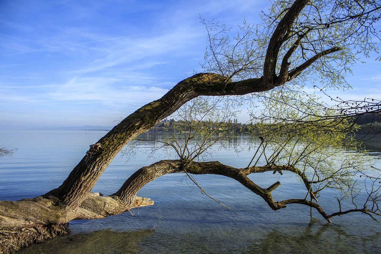 картинки дерево в воде