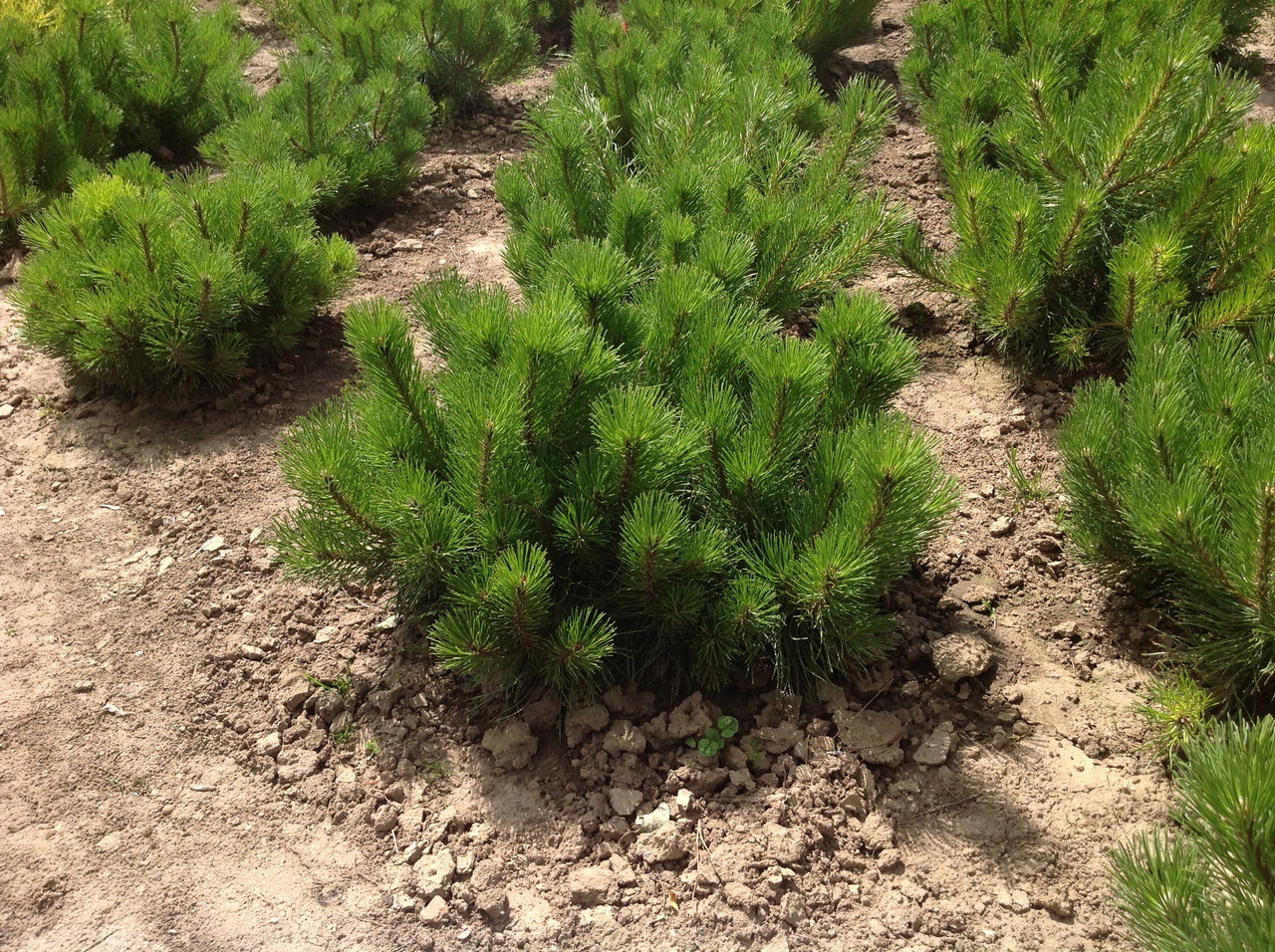 Сосна Горная Pinus mugo pumilio