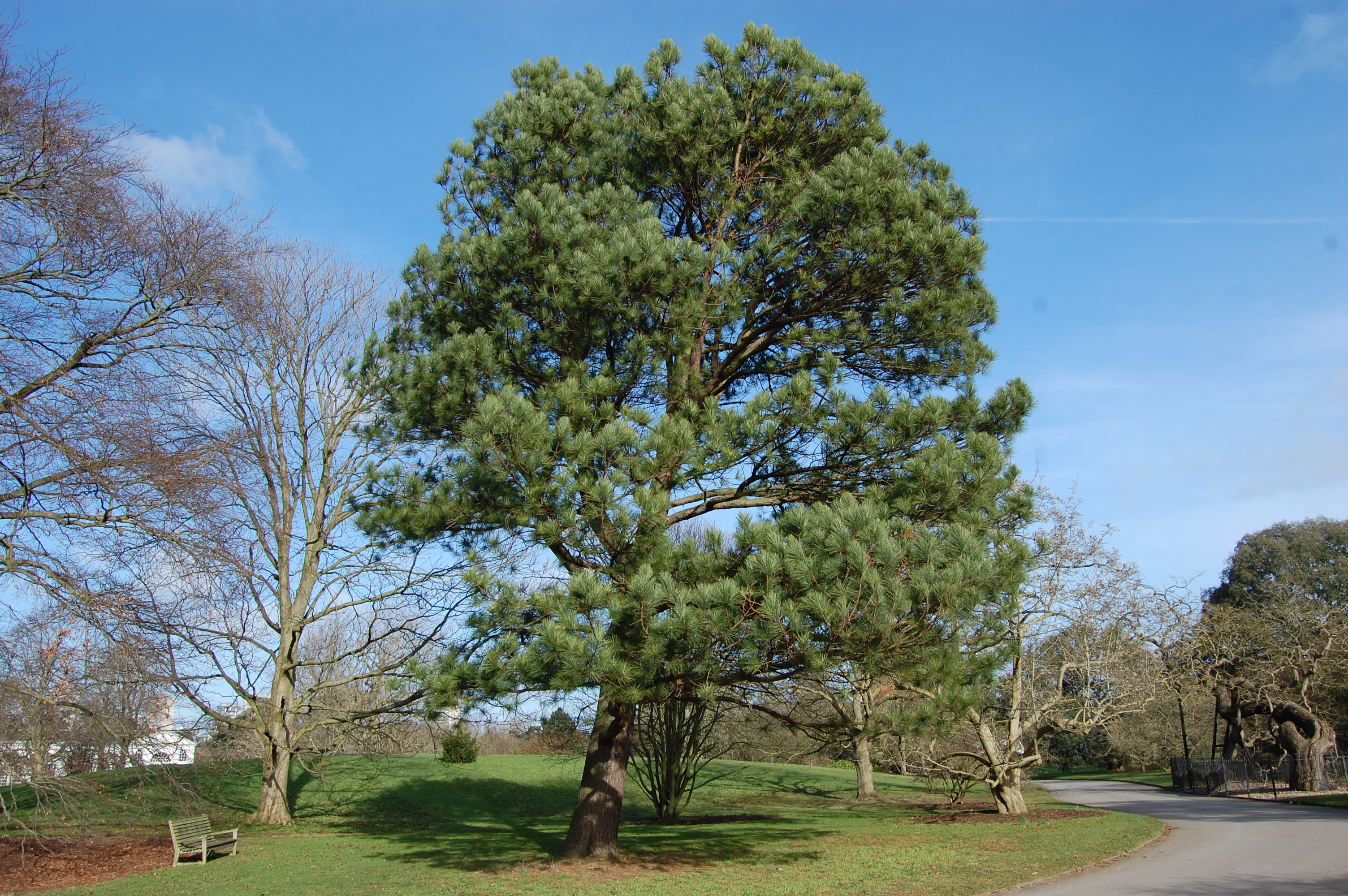 Pinus Taeda