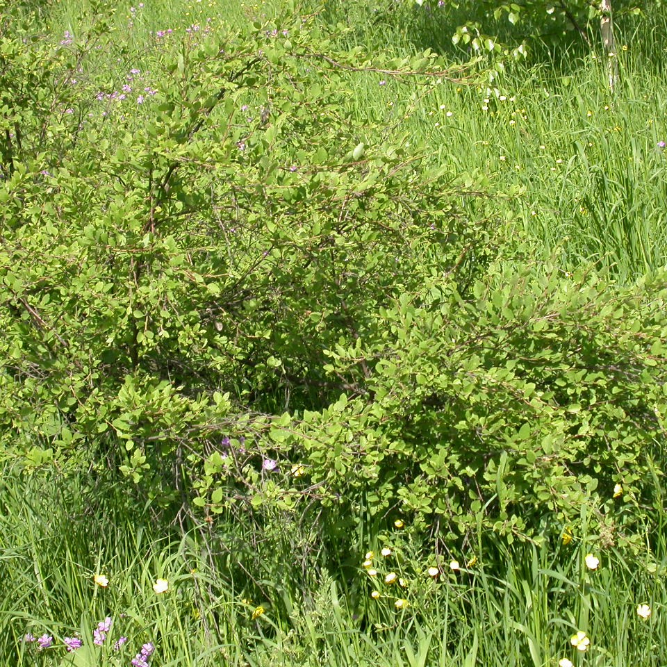 Береза приземистая (лат. Betula humilis)