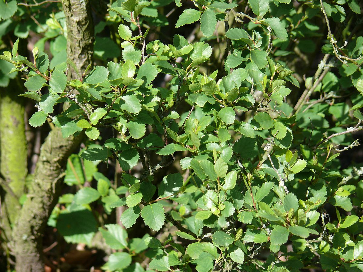 Береза приземистая Betula humilis
