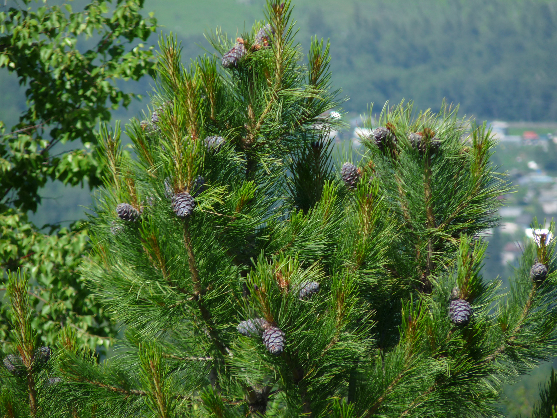 Сосна Сибирская Кедровая Pinus sibirica du Tour