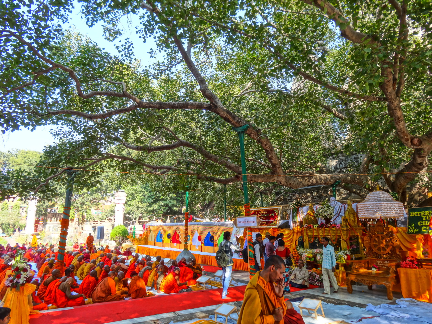 Дерево Джая Шри Маха Бодхи.