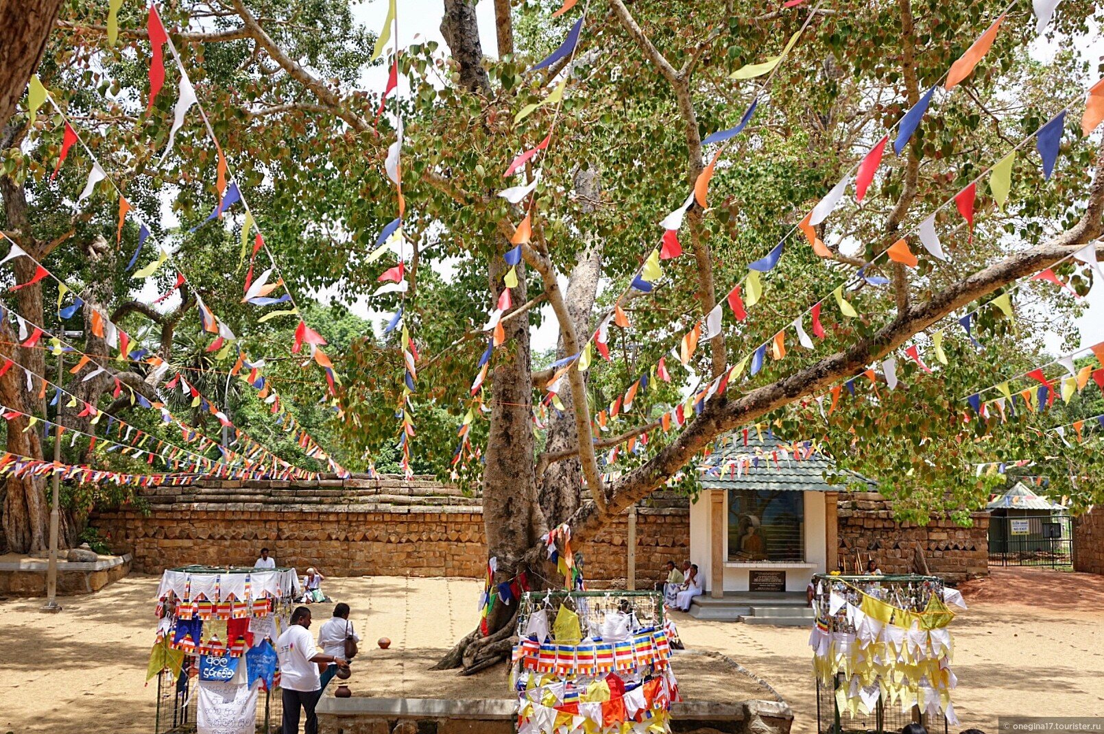 Анурадхапура Шри Ланка дерево