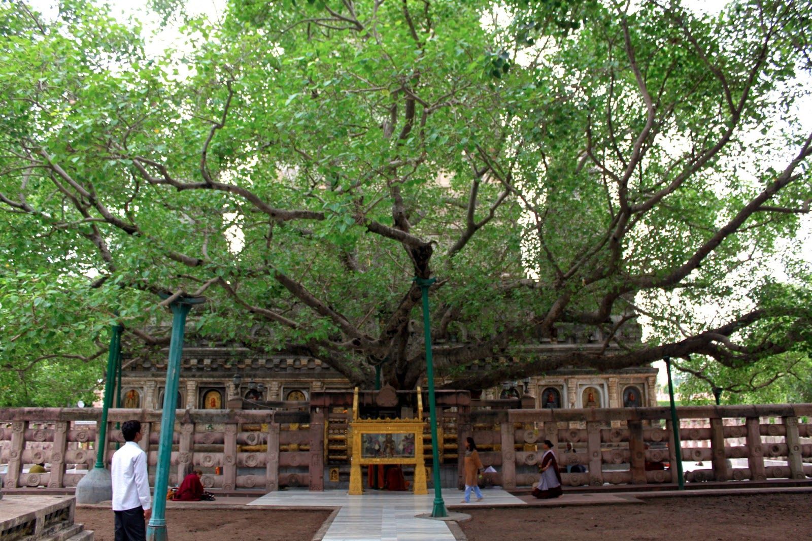 Бодхгайя дерево Бодхи